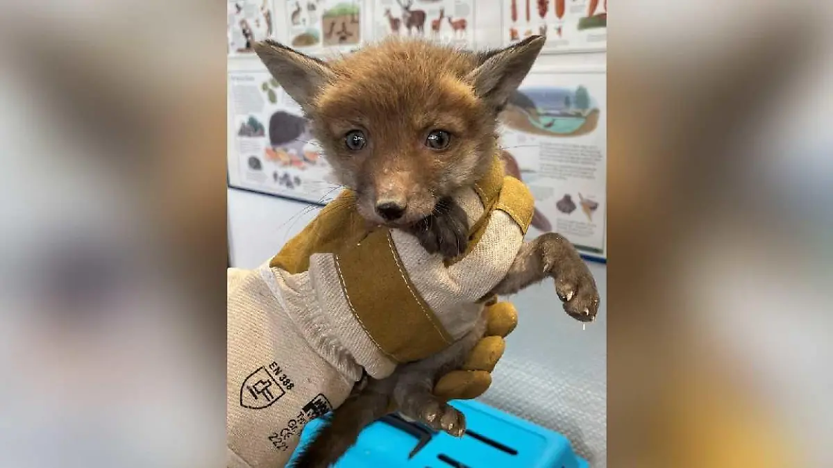 Dieser Jungfuchs wurde von der Feuerwehr gerettet.