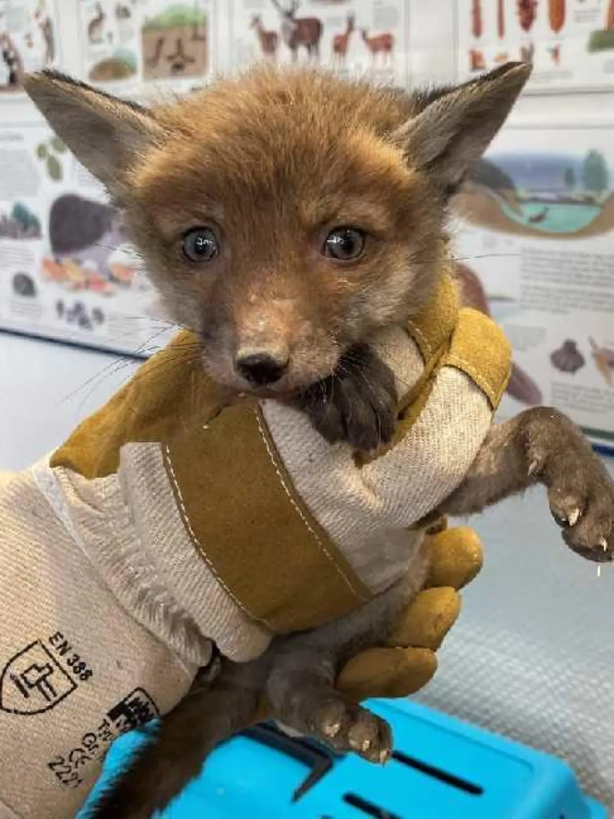 Dieser Jungfuchs wurde von der Feuerwehr gerettet.