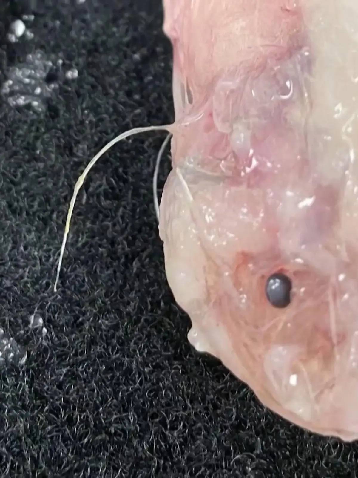 Haben Sie sich schon mal gefragt, welche Tiere an den tiefsten Stellen in unseren Ozeanen leben? Vielleicht gigantische Kreaturen oder riesige Monster? Nicht ganz! Denn was hier vor Japans Küste, im sogenannten Boningraben, gefunden wurde, sieht doch recht harmlos aus.