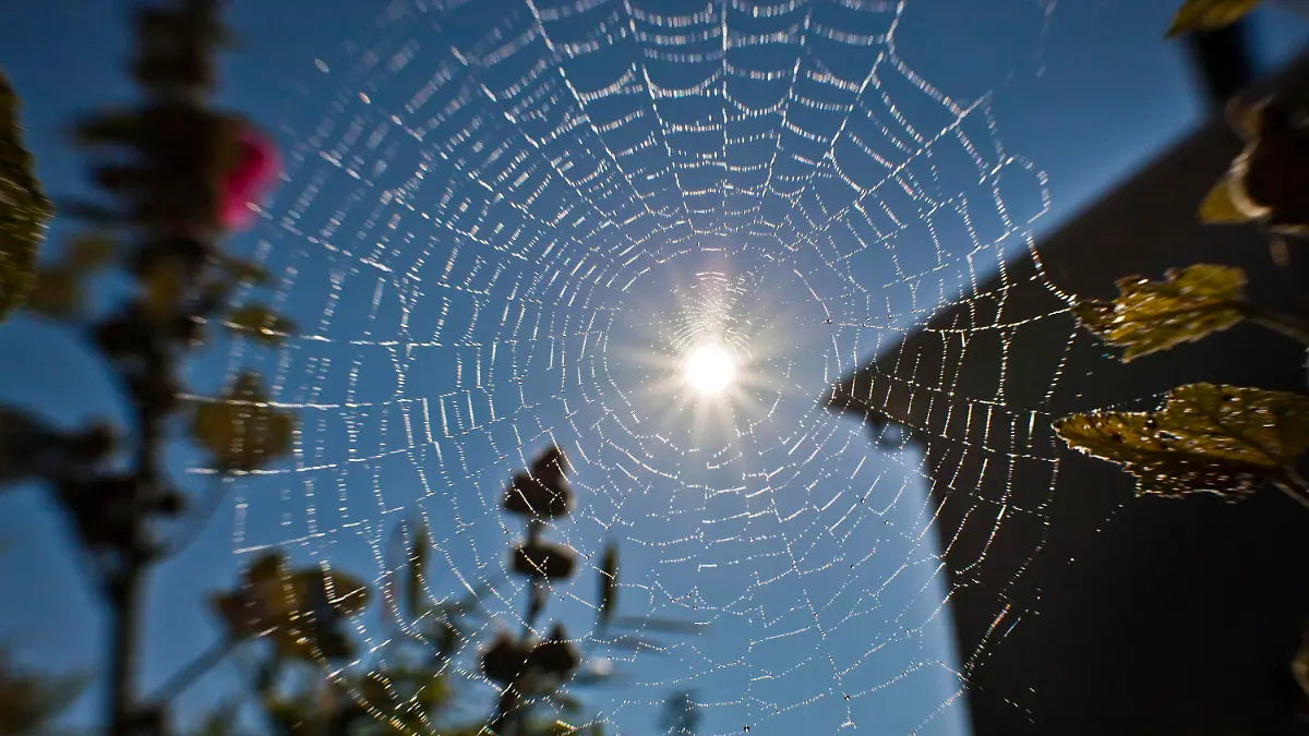 Die Sonne scheint am Dienstagmorgen (02.08.2011) in Frankfurt am Main durch ein fein gesponnenes Spinnennetz. Der tiefblaue Himmel soll den ganzen Tag erhalten bleiben und nach dem schlechten Wetter der letzten Wochen den Menschen in der Rhein-Main-Region die Idee des Hochsommers wieder nahe bringen. Foto: Frank Rumpenhorst dpa/lhe +++(c) dpa - Bildfunk+++