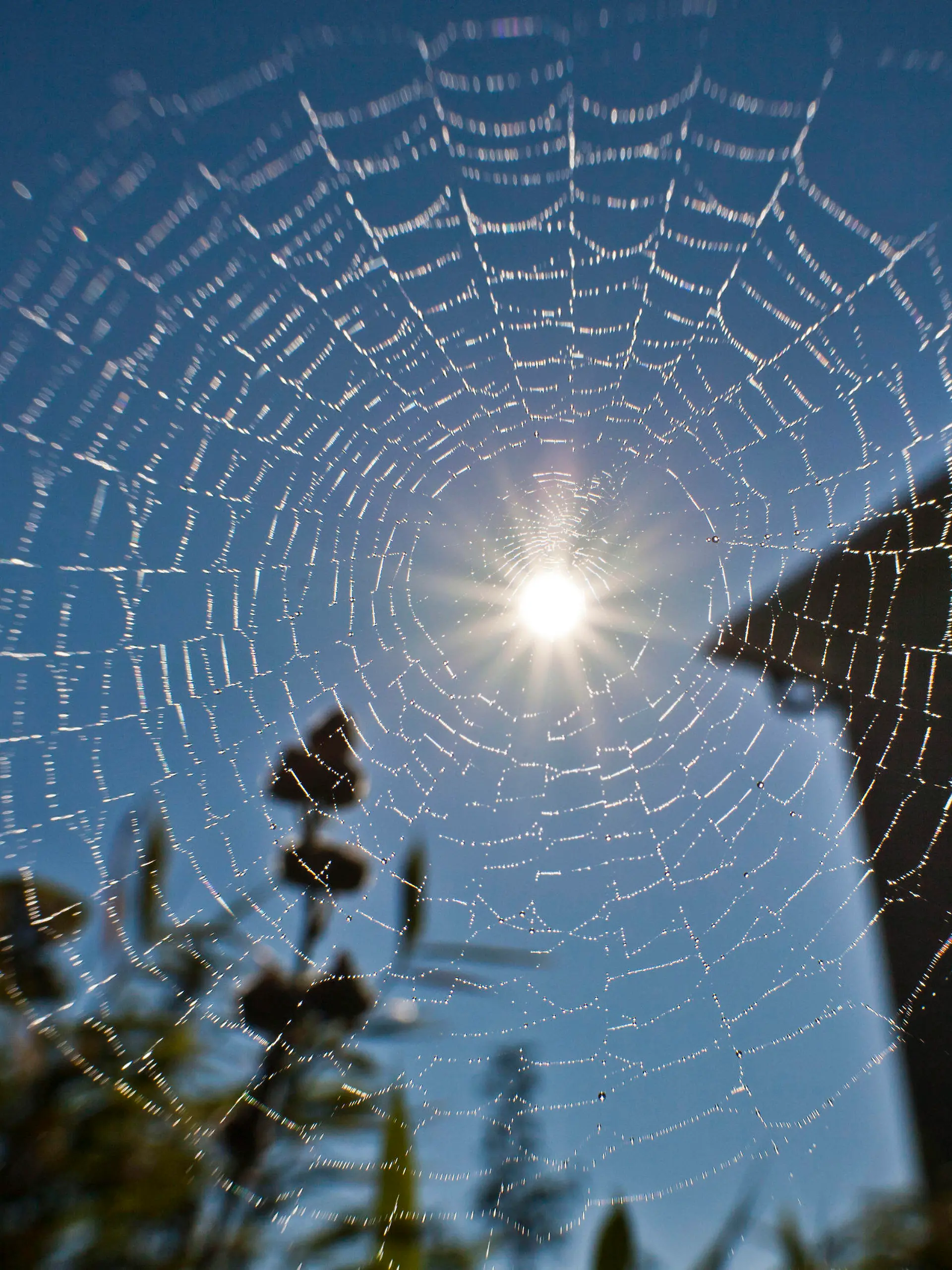 Die Sonne scheint am Dienstagmorgen (02.08.2011) in Frankfurt am Main durch ein fein gesponnenes Spinnennetz. Der tiefblaue Himmel soll den ganzen Tag erhalten bleiben und nach dem schlechten Wetter der letzten Wochen den Menschen in der Rhein-Main-Region die Idee des Hochsommers wieder nahe bringen. Foto: Frank Rumpenhorst dpa/lhe  +++(c) dpa - Bildfunk+++