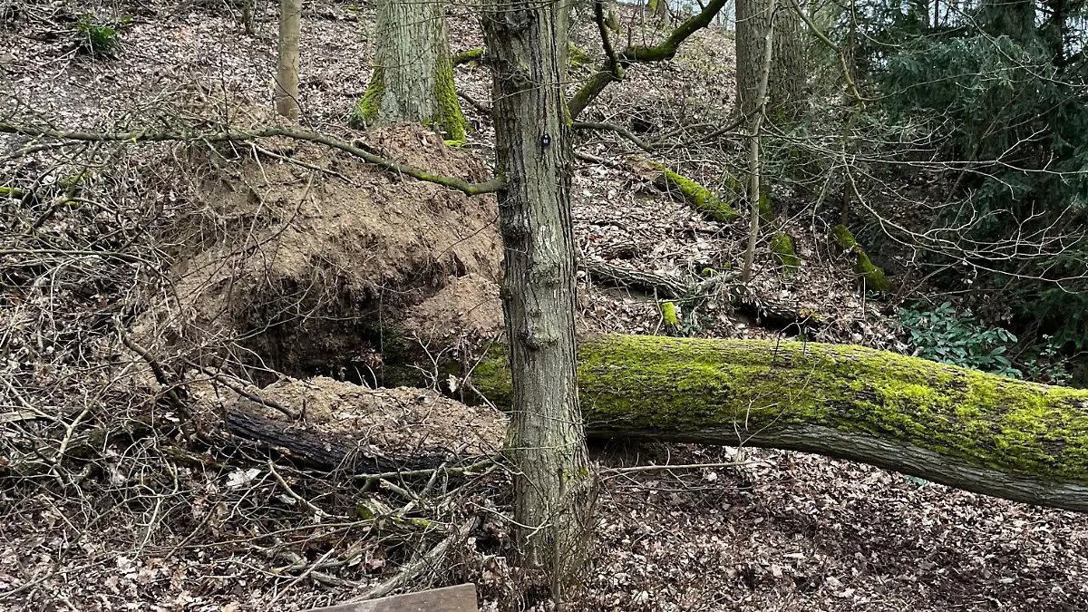 Waren die Hanglage und das nasse Erdreich schuld? Mitsamt der Wurzel kippt der riesige Baum plötzlich um.