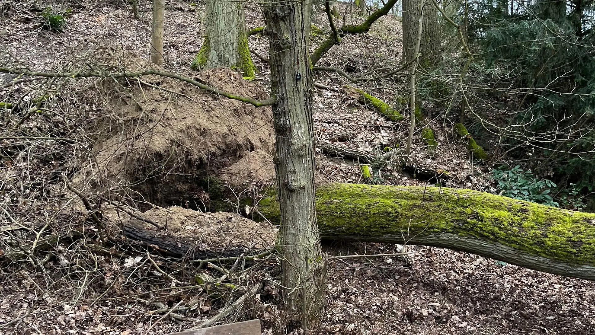 Waren die Hanglage und das nasse Erdreich schuld? Mitsamt der Wurzel kippt der riesige Baum plötzlich um.