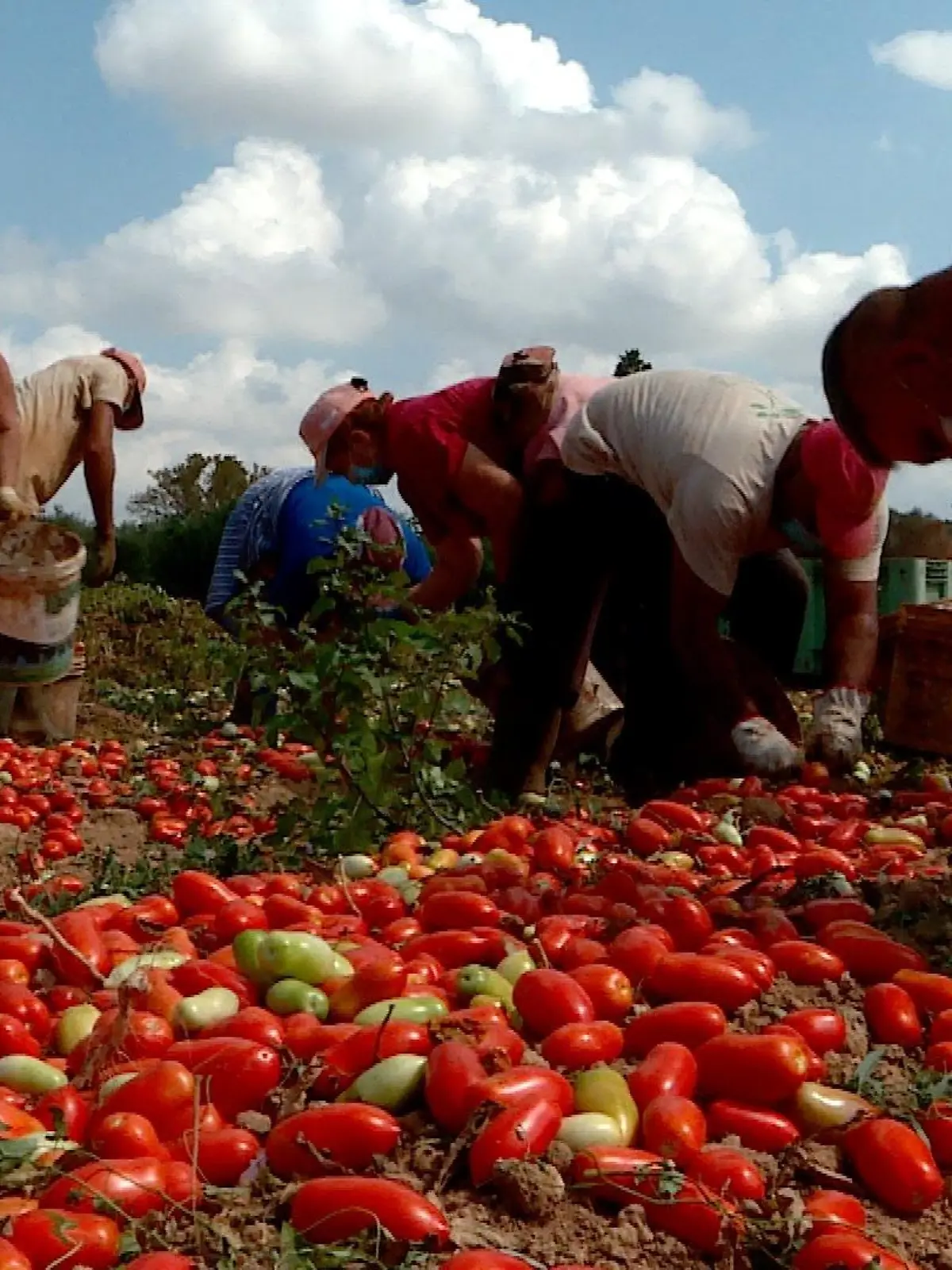 Erntehelfer in Apulien bei der Tomatenernte.