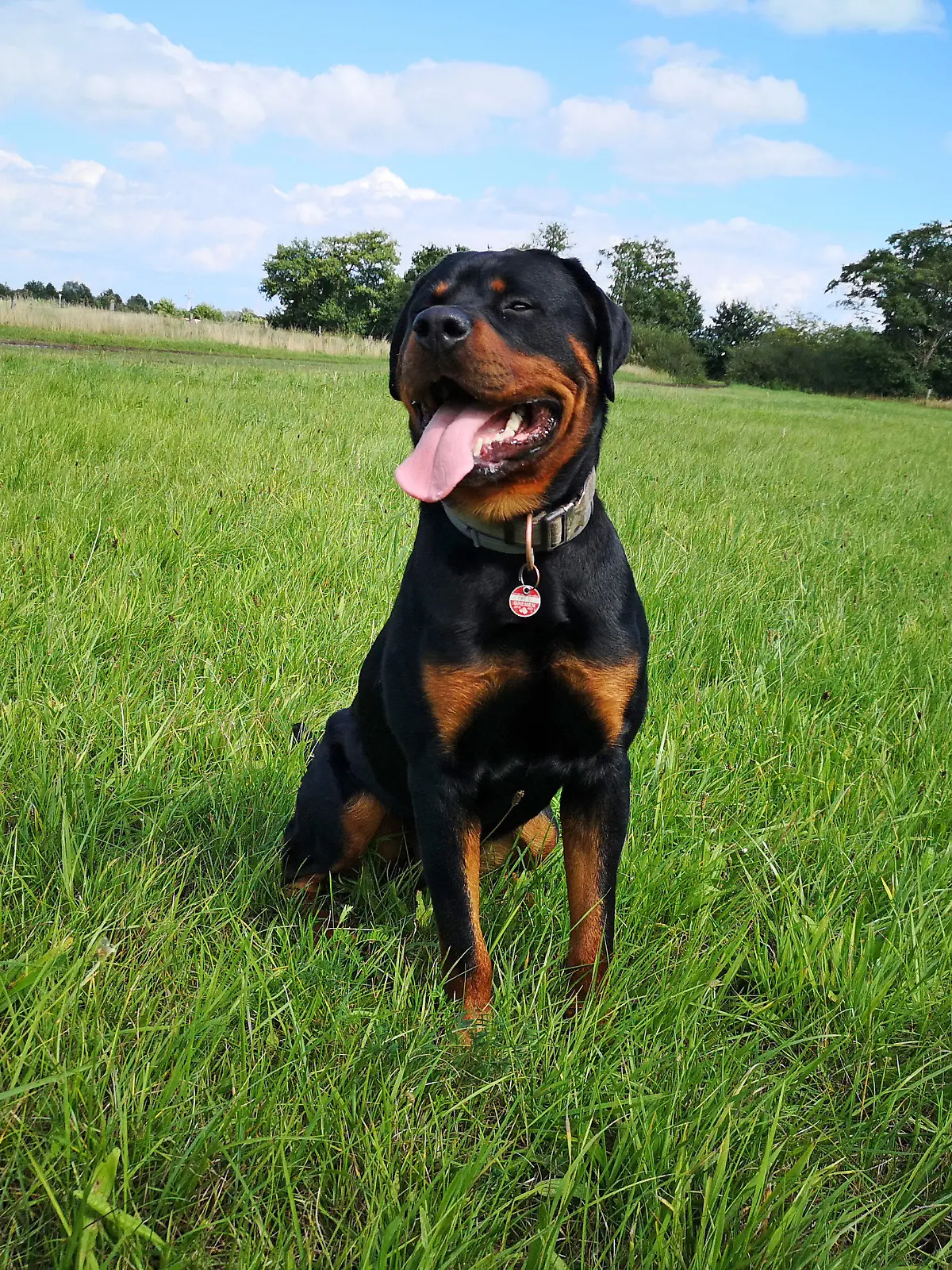 HANDOUT - 08.09.2020, Bremen, Bremerhaven: Der Rottweiler Balou sitzt auf einer Wiese. Balou war als Welpe zur Polizei gekommen und sollte in die Polizeihundestaffel aufgenommen werden. Leider schafft Balou die Aufnahmeprüfung nicht, er war einfach zu lieb. (zu dpa "Balou war zu lieb - Polizeihund fällt durch Prüfung") Foto: --/Polizei Bremerhaven/dpa - ACHTUNG: Nur zur redaktionellen Verwendung im Zusammenhang mit der aktuellen Berichterstattung und nur mit vollständiger Nennung des vorstehenden Credits +++ dpa-Bildfunk +++