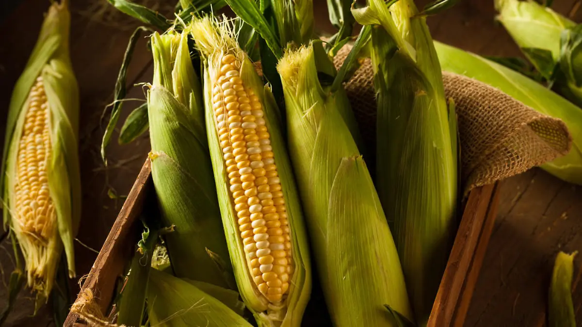 Reif für die Ernte: Zuckermais richtig lagern und zubereiten