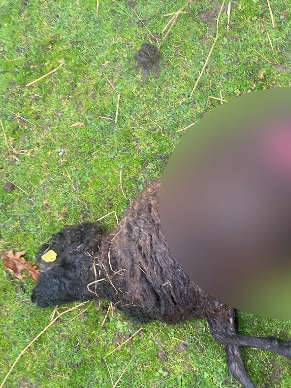 Bild zu: "Wolfsattacke direkt vor der Haustür? Schafe von Familie Voß totgebissen"