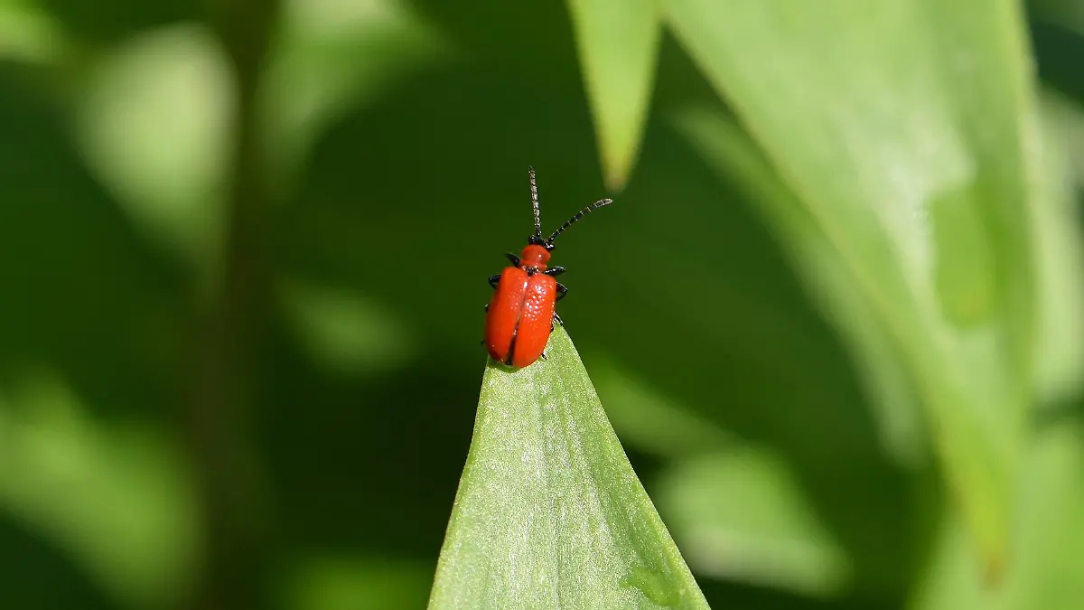 Lilienhähnchen