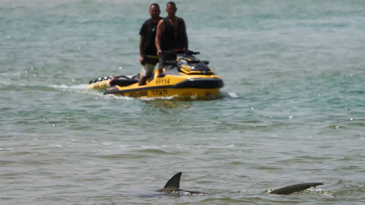 Ein Hai schwimmt im Mittelmeer, während die israelische Polizei nach einem Schwimmer sucht.