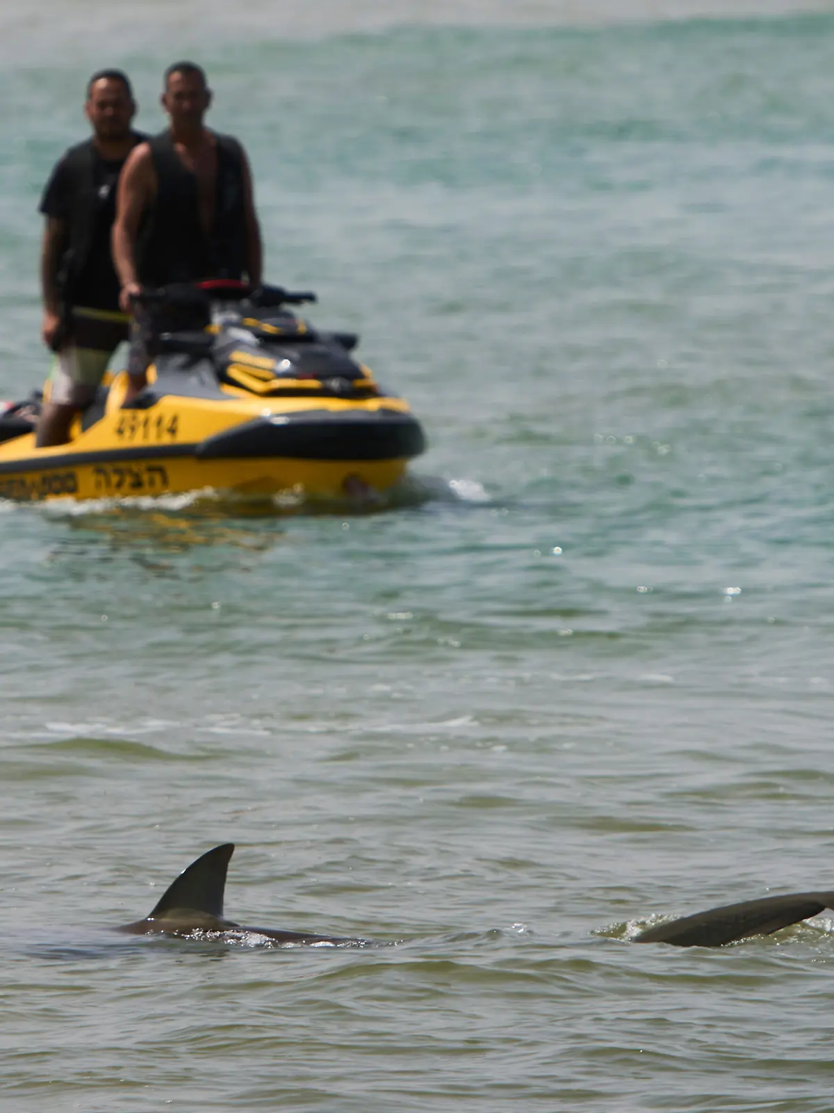 Ein Hai schwimmt im Mittelmeer, während die israelische Polizei nach einem Schwimmer sucht.