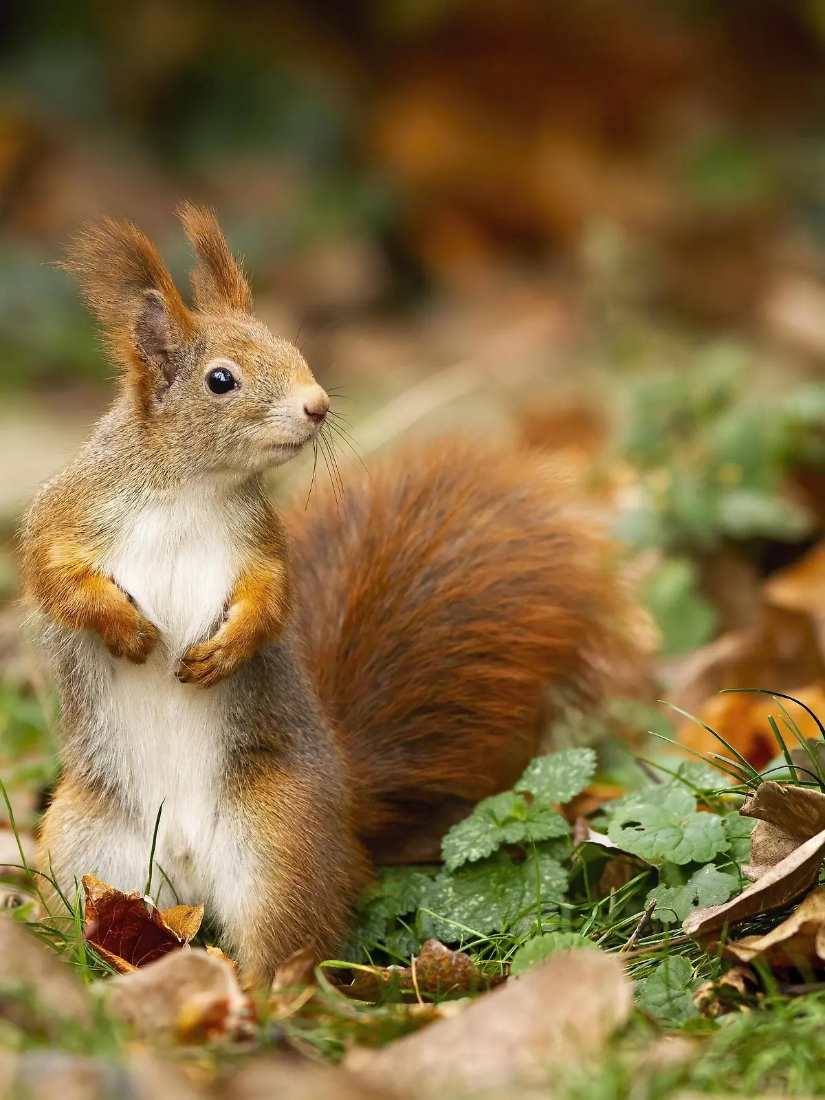Attentive red squirrel with fluffy tail portrayed in the autumn atmosphere Copyright: xWildMediax Panthermedia28175098