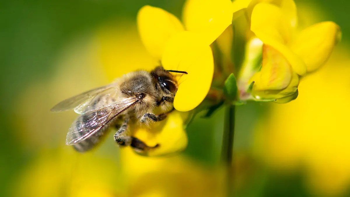 ARCHIV - 19.06.2019, Baden-Württemberg, Stuttgart: Eine Biene zieht Nektar aus einer gelben Wiesenblume. (zu dpa: «Viele Bienenvölker haben den Winter nicht überlebt») Foto: Fabian Sommer/dpa +++ dpa-Bildfunk +++