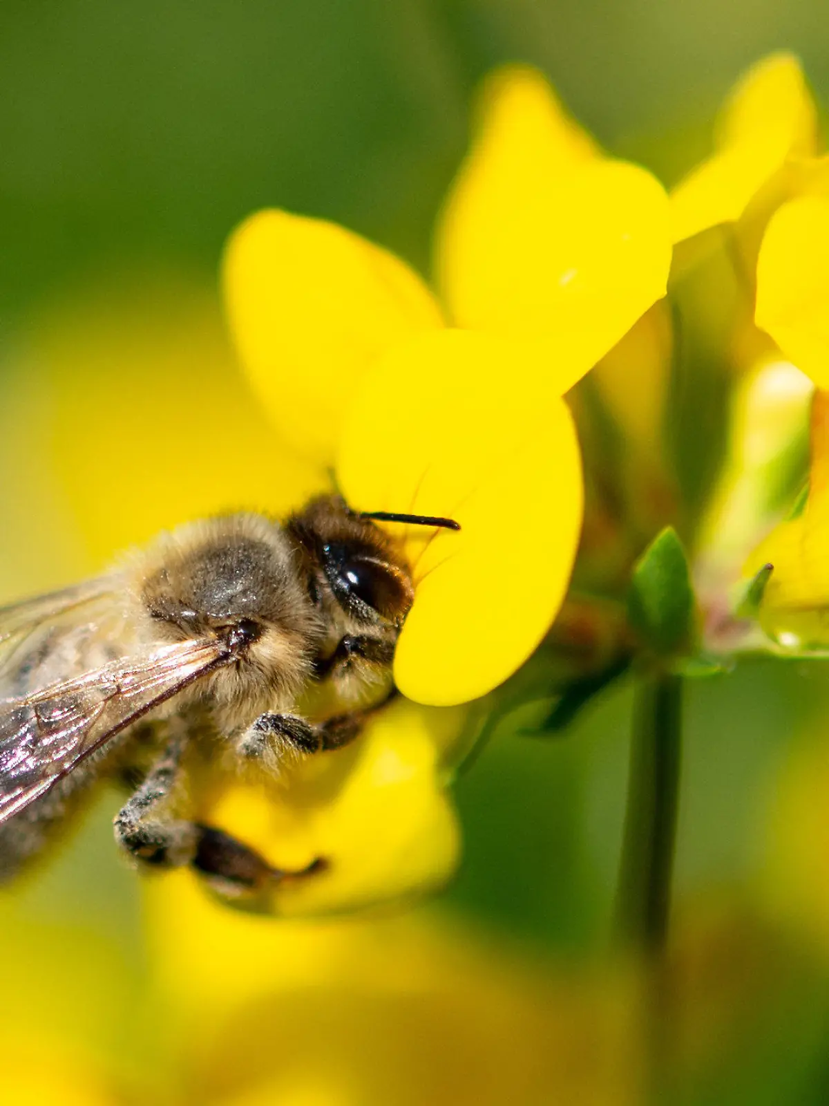 ARCHIV - 19.06.2019, Baden-Württemberg, Stuttgart: Eine Biene zieht Nektar aus einer gelben Wiesenblume. (zu dpa: «Viele Bienenvölker haben den Winter nicht überlebt») Foto: Fabian Sommer/dpa +++ dpa-Bildfunk +++