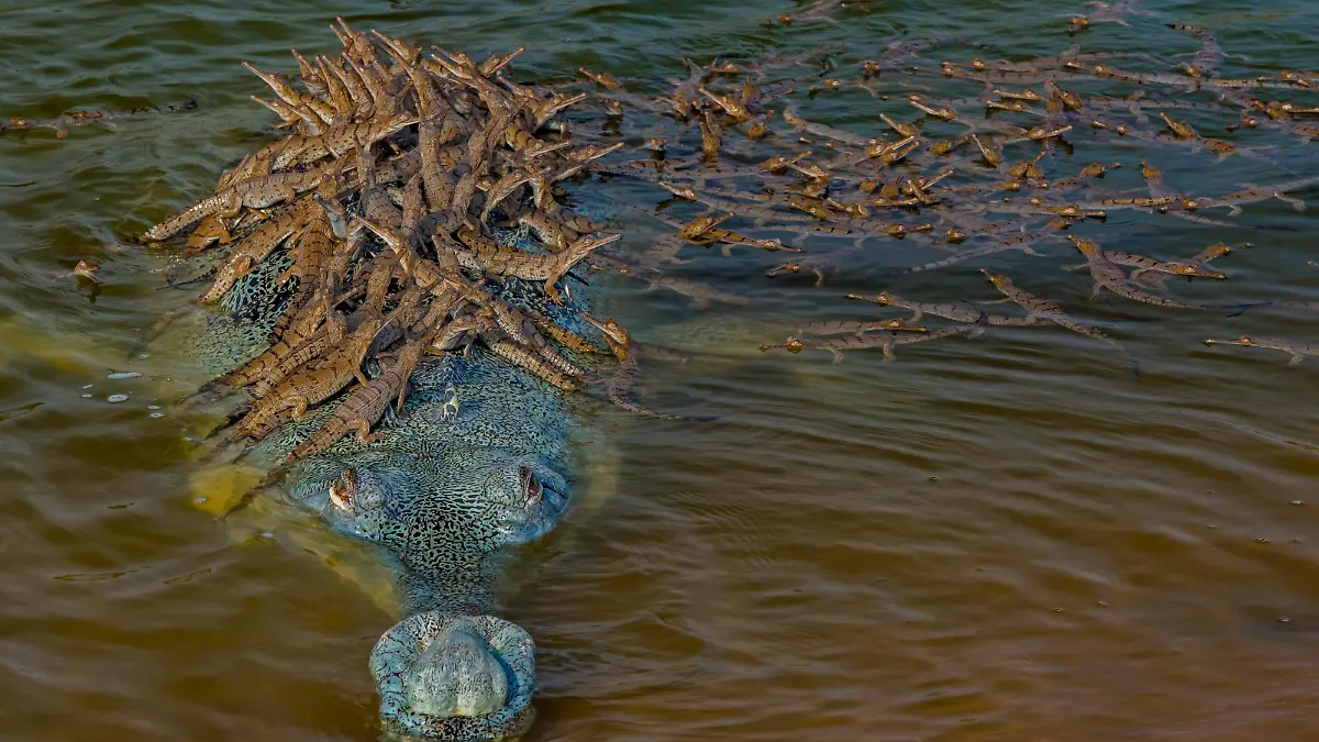 Dieses Bild von einem Krokodil-Papi mit seinem Nachwuchs ist für den Wettbewerb "Wildlife Photographer of the Year" nominiert. “Wildlife Photographer of the Year is developed and produced by the Natural History Museum, London”