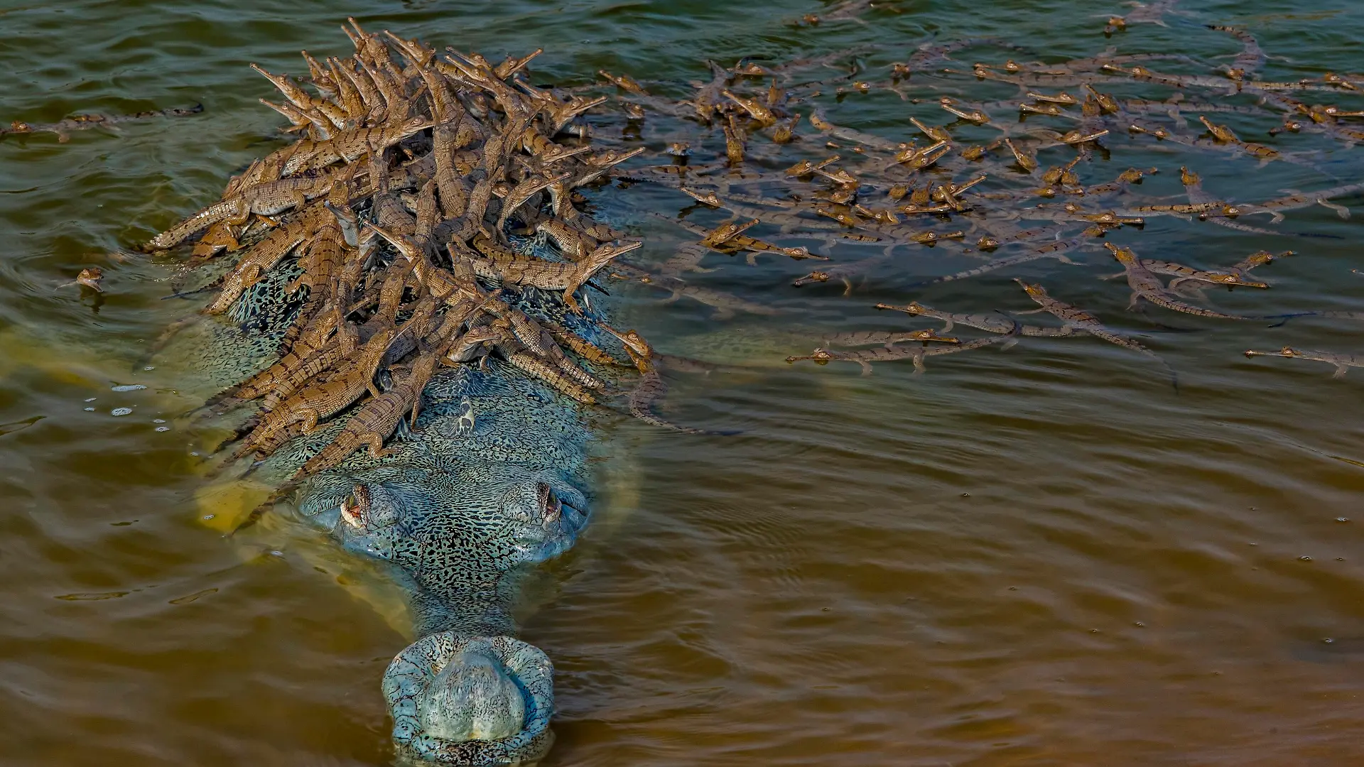 Dieses Bild von einem Krokodil-Papi mit seinem Nachwuchs ist für den Wettbewerb "Wildlife Photographer of the Year" nominiert. “Wildlife Photographer of the Year is developed and produced by the Natural History Museum, London”