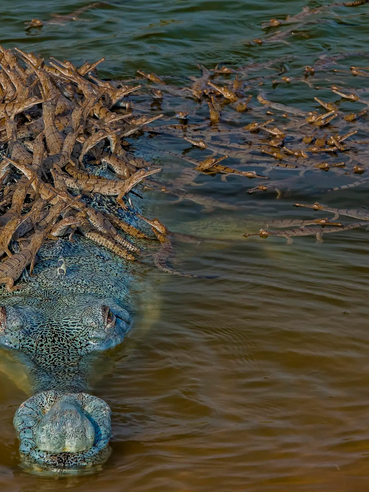 Dieses Bild von einem Krokodil-Papi mit seinem Nachwuchs ist für den Wettbewerb "Wildlife Photographer of the Year" nominiert.  “Wildlife Photographer of the Year is developed and produced by the Natural History Museum, London”