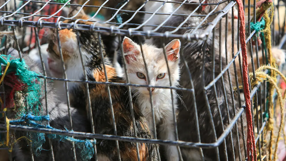 Katzenbabys im Käfig