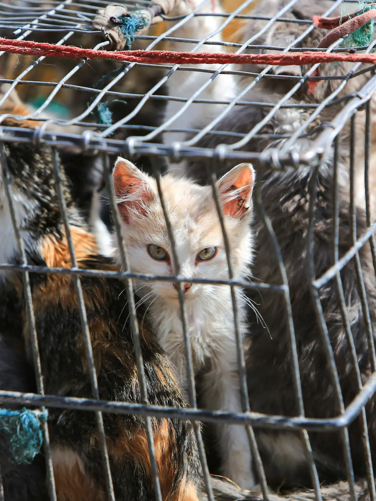 Katzenbabys im Käfig