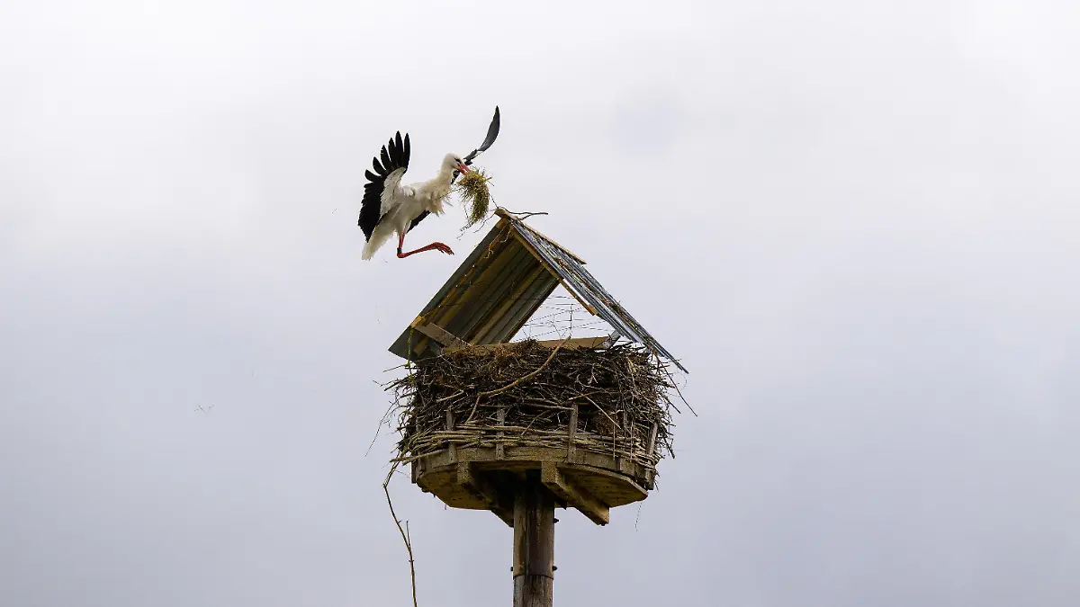 PRODUKTION - 28.03.2023, Niedersachsen, Bardowick: Ein männlicher Storch fliegt mit Nestbaumaterial im Schnabel zum Nest, welches mit einem Dach versehen wurde. Der Storchenbetreuer blockiert sein Nest, weil das Tier 2022 den Lack von Autos beschädigte. Das käme selten, aber immer mal wieder vor. Foto: Philipp Schulze/dpa +++ dpa-Bildfunk +++