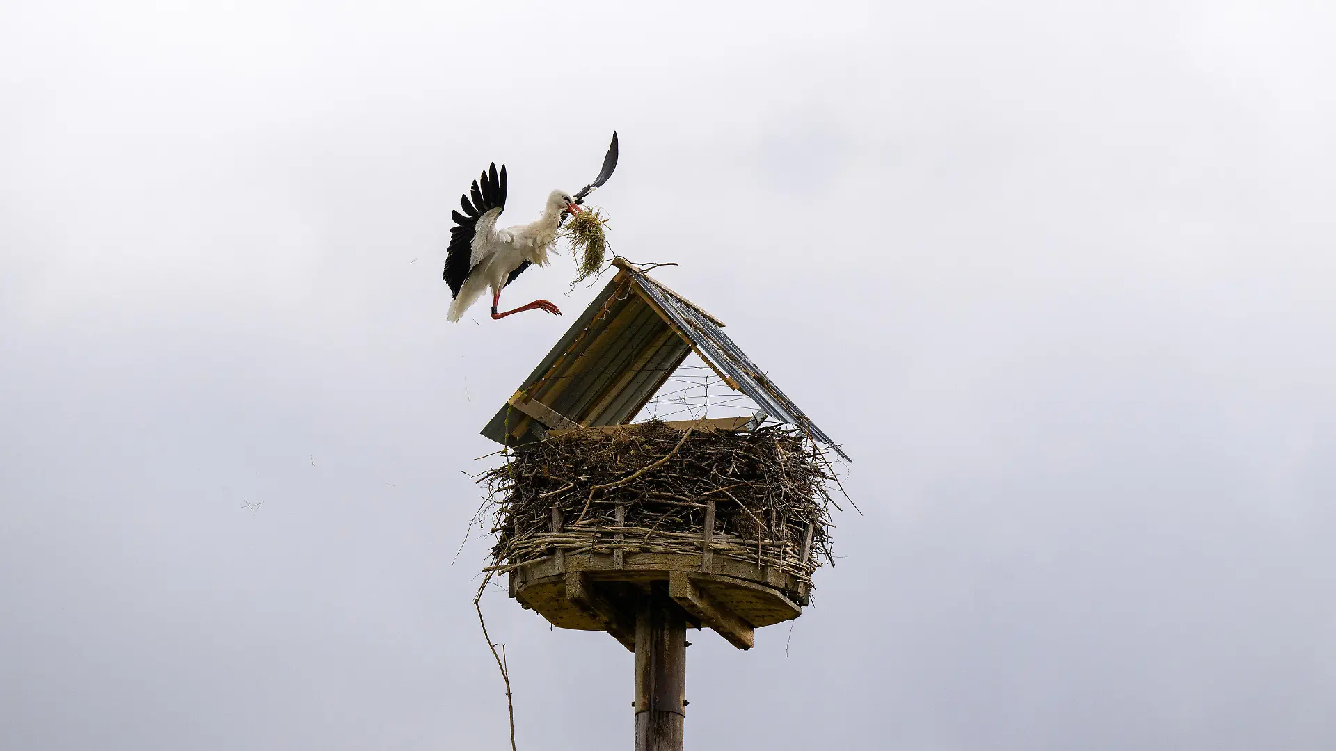PRODUKTION - 28.03.2023, Niedersachsen, Bardowick: Ein männlicher Storch fliegt mit Nestbaumaterial im Schnabel zum Nest, welches mit einem Dach versehen wurde. Der Storchenbetreuer blockiert sein Nest, weil das Tier 2022 den Lack von Autos beschädigte. Das käme selten, aber immer mal wieder vor. Foto: Philipp Schulze/dpa +++ dpa-Bildfunk +++