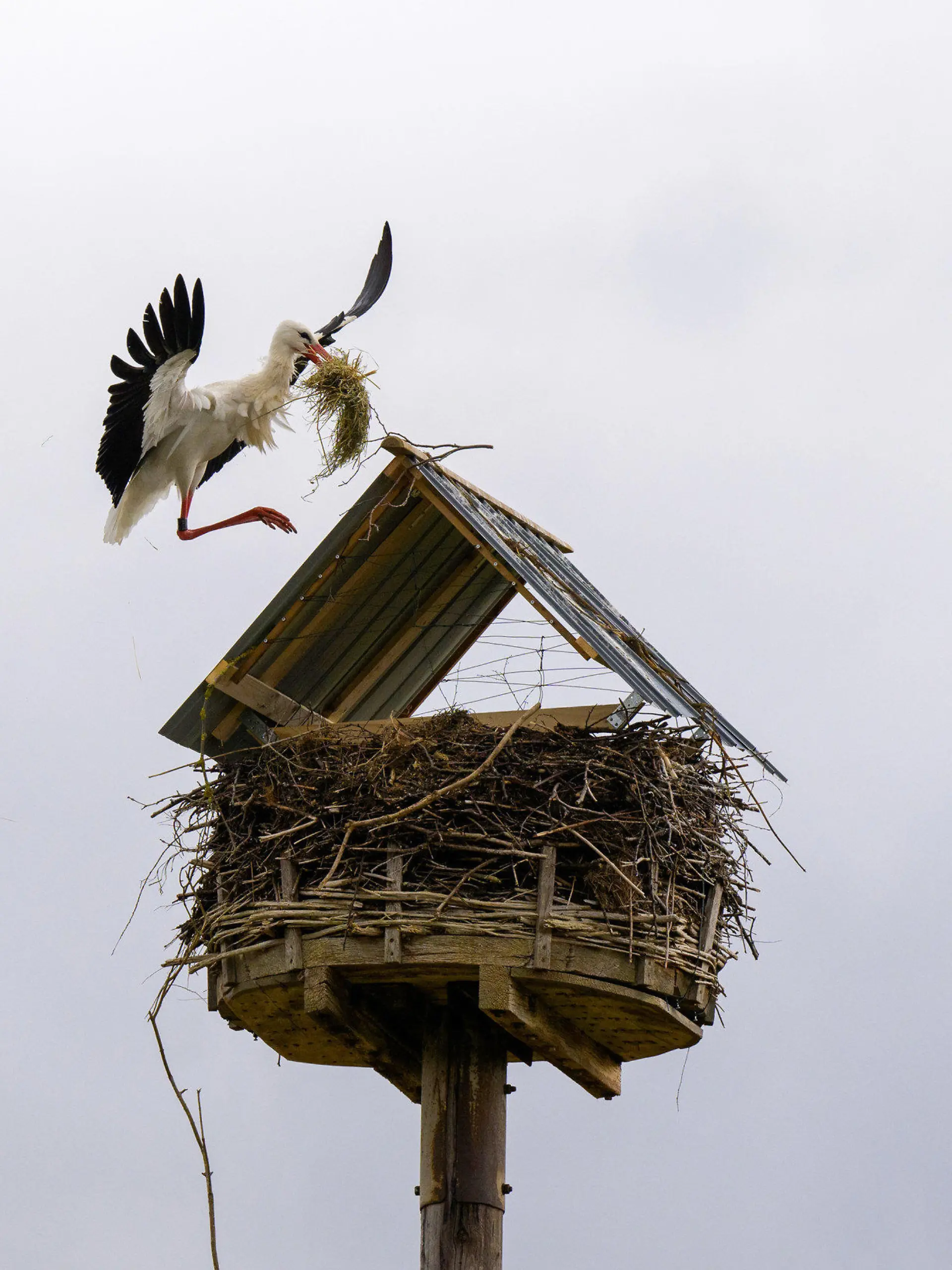 PRODUKTION - 28.03.2023, Niedersachsen, Bardowick: Ein männlicher Storch fliegt mit Nestbaumaterial im Schnabel zum Nest, welches mit einem Dach versehen wurde. Der Storchenbetreuer blockiert sein Nest, weil das Tier 2022 den Lack von Autos beschädigte. Das käme selten, aber immer mal wieder vor. Foto: Philipp Schulze/dpa +++ dpa-Bildfunk +++