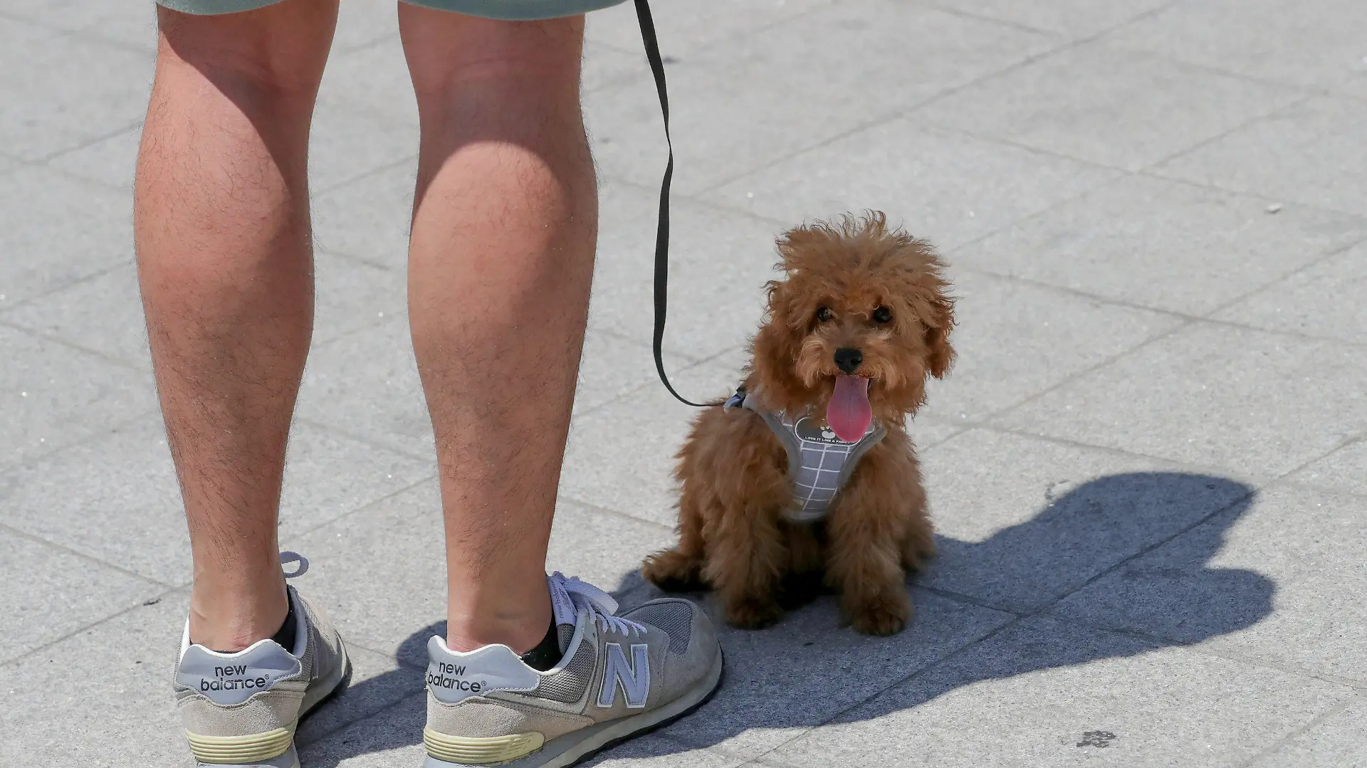 13.06.2020, Südkorea, Seoul: Ein Hund schützt sich im Schatten seines Besitzers vor der Hitze. Foto: -/YNA/dpa +++ dpa-Bildfunk +++