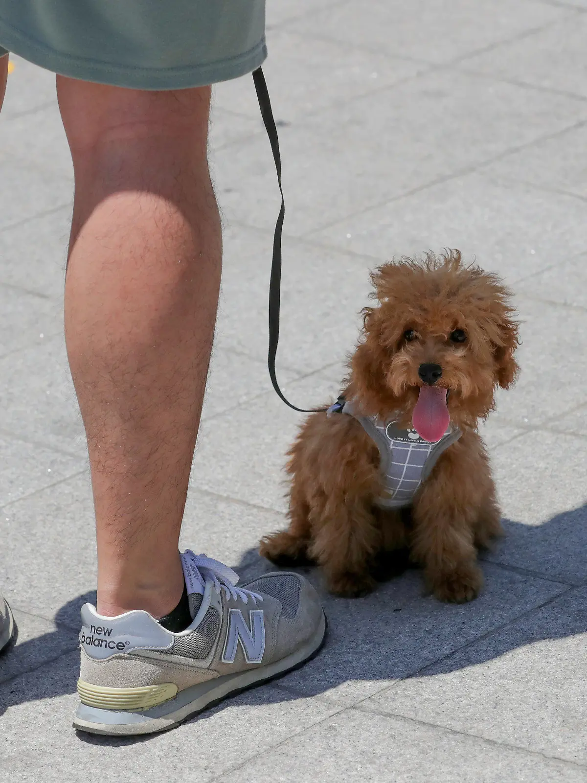 13.06.2020, Südkorea, Seoul: Ein Hund schützt sich im Schatten seines Besitzers vor der Hitze. Foto: -/YNA/dpa +++ dpa-Bildfunk +++