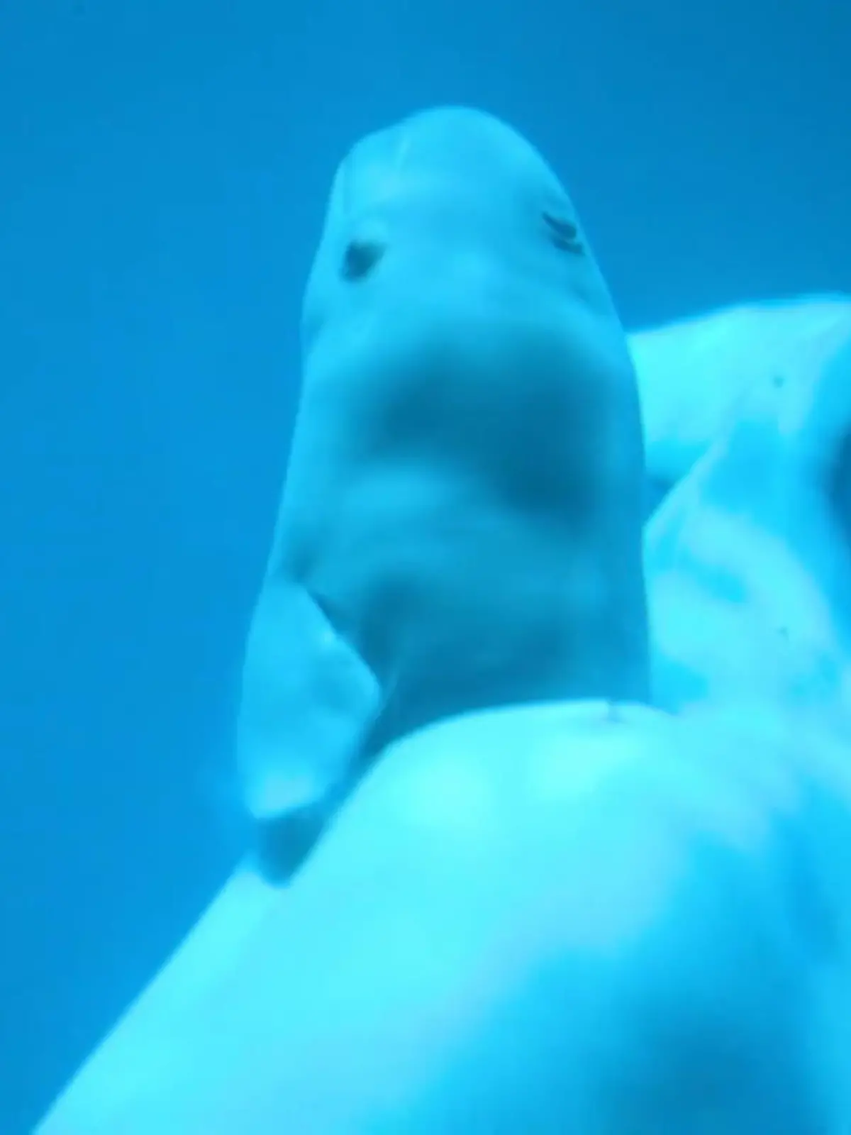 Besucher eines Aquariums in Chicago staunten nicht schlecht, als plötzlich ein Belugawal-Baby seine ersten Schwimmversuche macht.