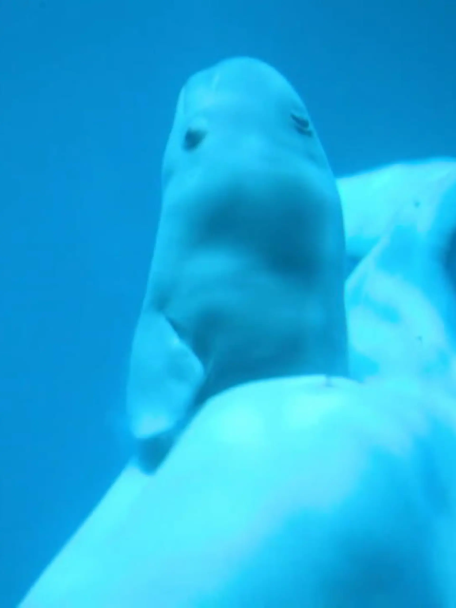 Besucher eines Aquariums in Chicago staunten nicht schlecht, als plötzlich ein Belugawal-Baby seine ersten Schwimmversuche macht.