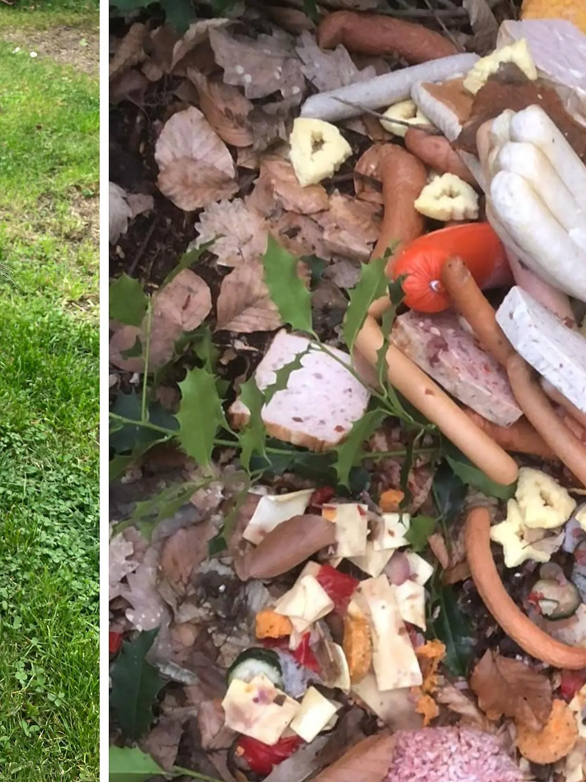 Für Kira muss es wie ein Festmahl gewesen sein: Mitten im Wald liegt ein riesiger Fleischberg!