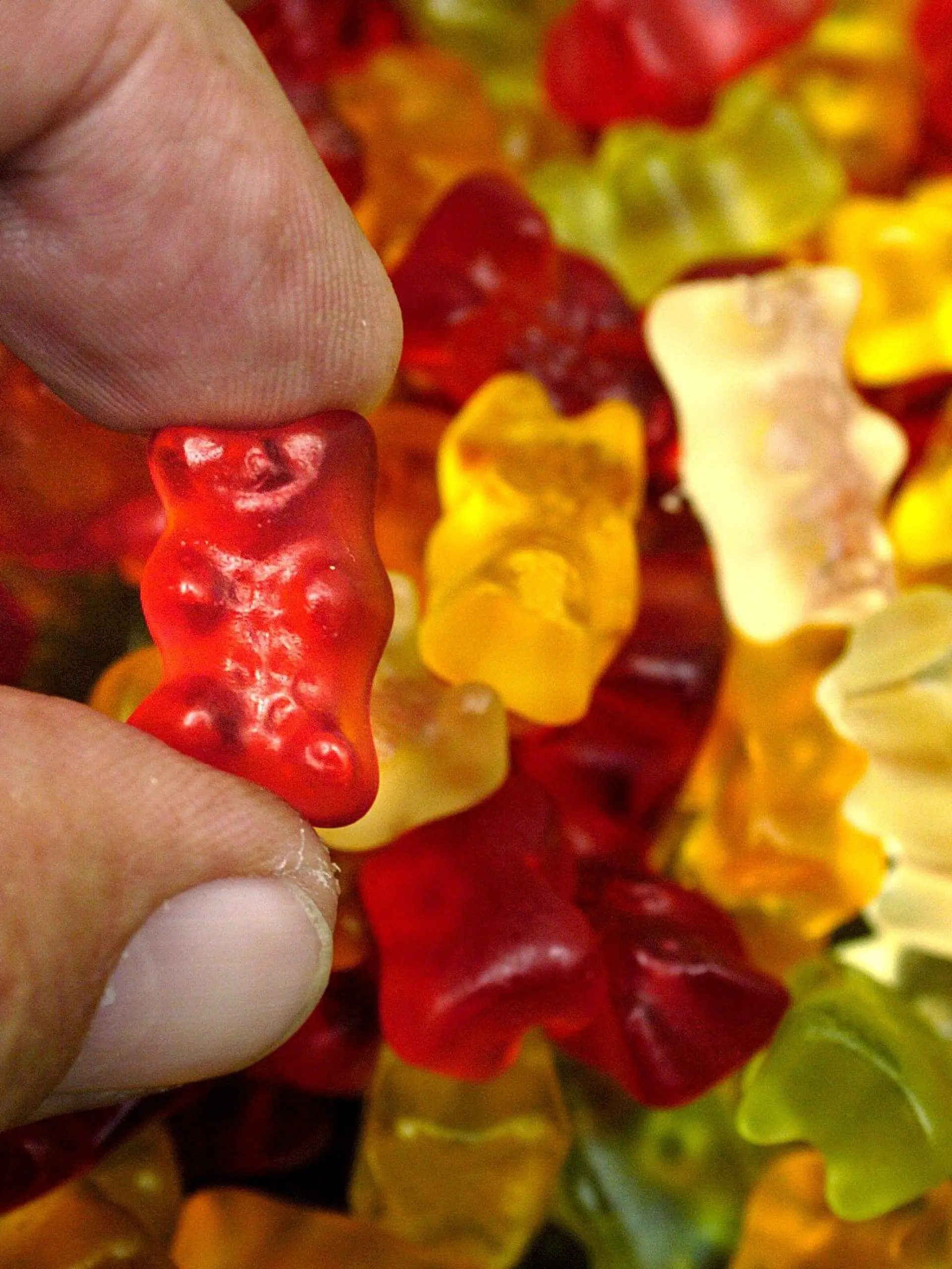 Finger umschließen am Sonntag (08.08.2004) in Stuttgart ein Gummibärchen. Ein wichtiger Bestandteil der Süßigkeit von Haribo ist Gelatine, die der Weltmarktführer "Deutsche Gelatine Fabriken - Stoess AG" aus Eberbach liefert. Das Unternehmen hat den Markt rund um den Globus für Gelatine mit 30 Prozent fest in der Hand. 2600 Mitarbeiter, davon 900 in Deutschland, produzieren die Rohstoffe für Arzneimittel, Fotopapier und Lebensmittel. Foto: Norbert Försterling dpa/lsw (zu dpa lsw Korr. "Gummibärchen haben immer Konjunktur - Weltmarktführer bei Gelatine" am 09.08.2004)