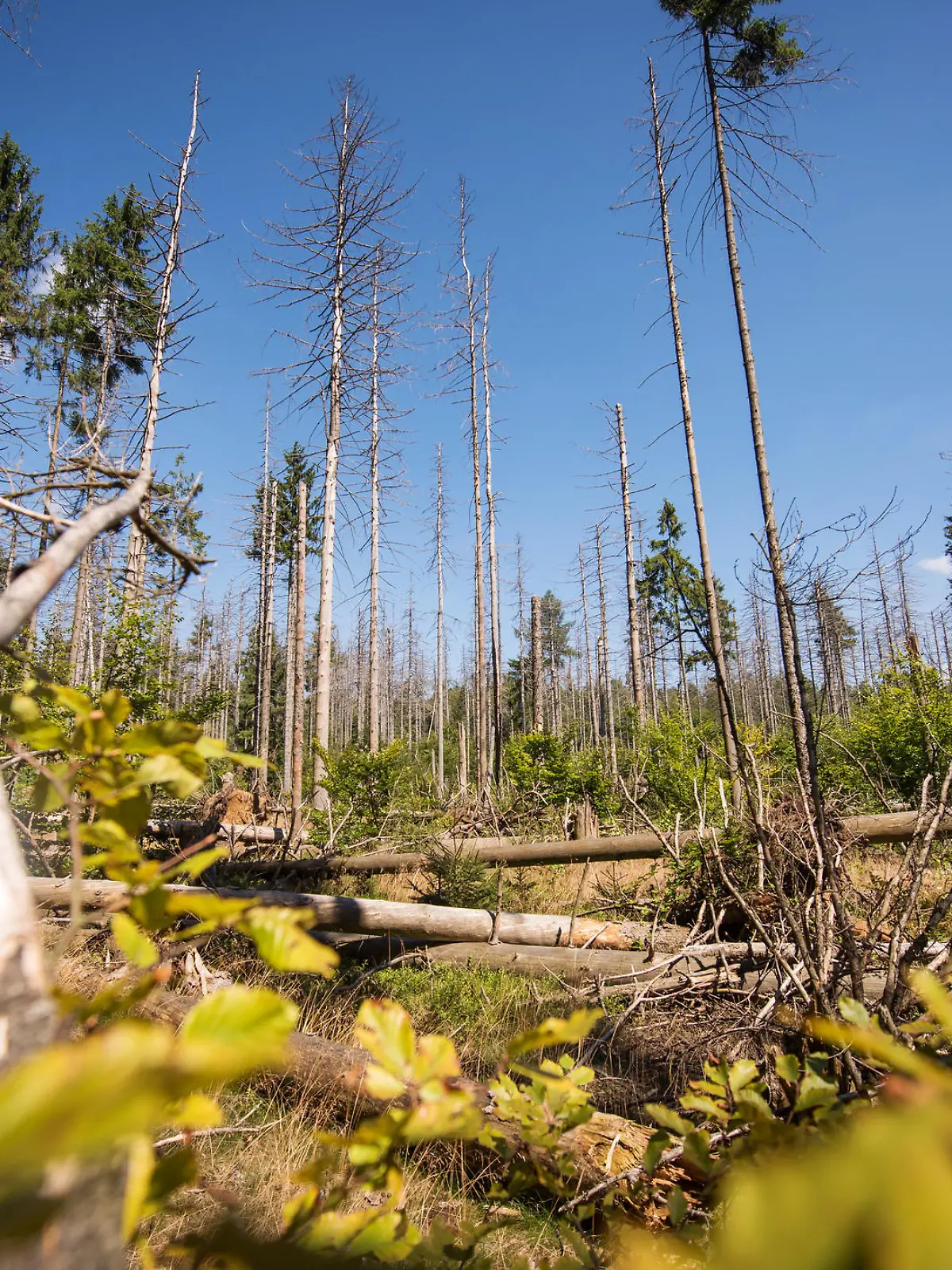 Ein Wald nach Borkenkäferbefall