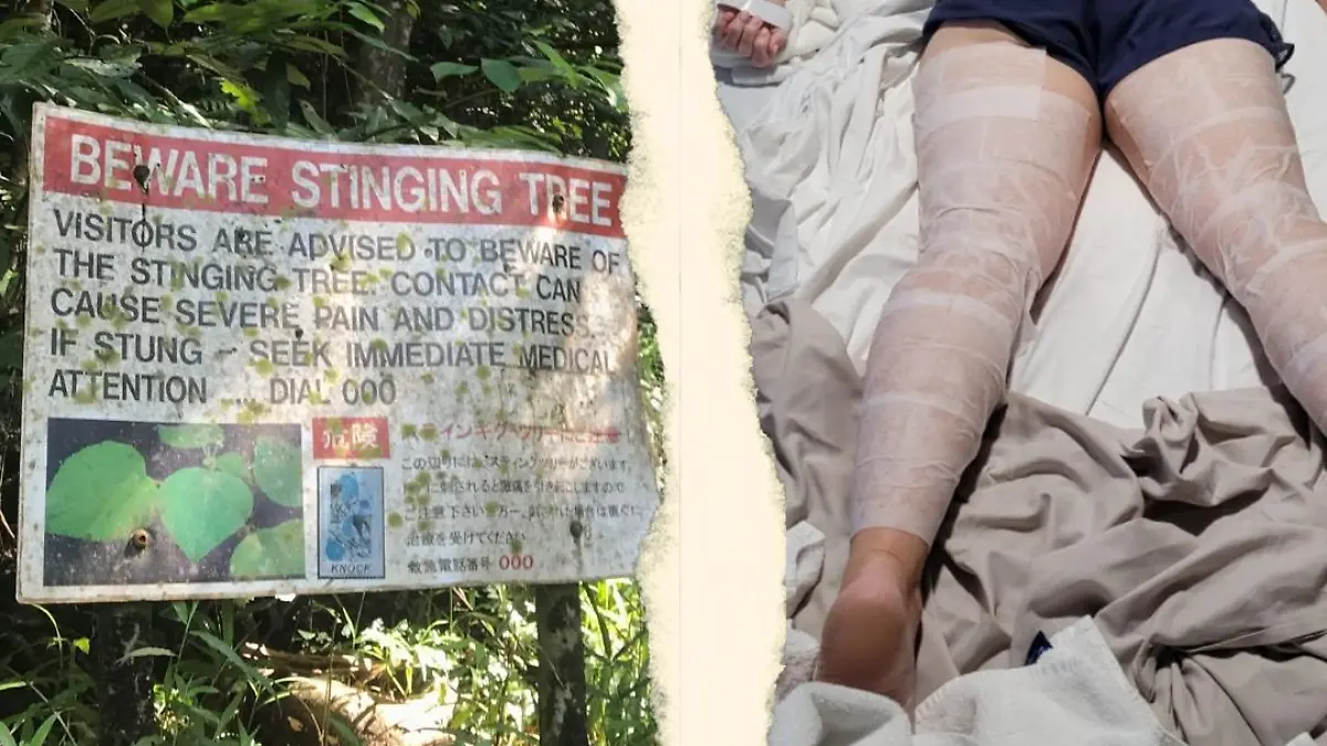 Die meistens Menschen kennen diese gefährlich Pflanze gar nicht.