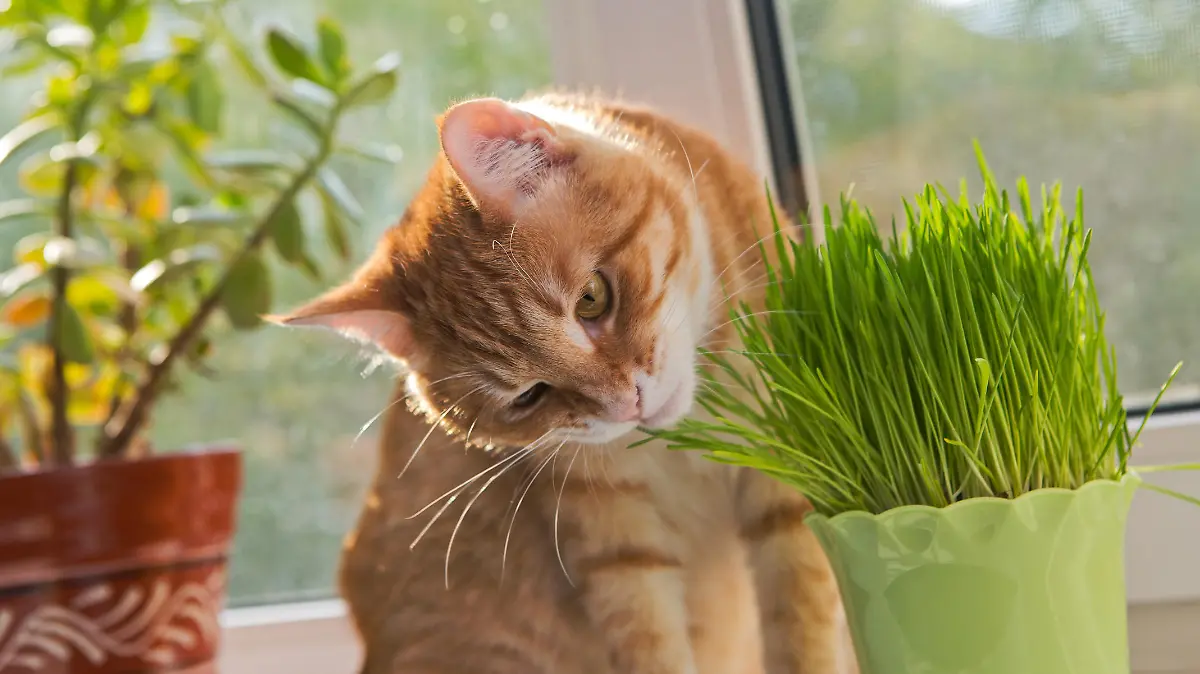 Katze isst Katzengras