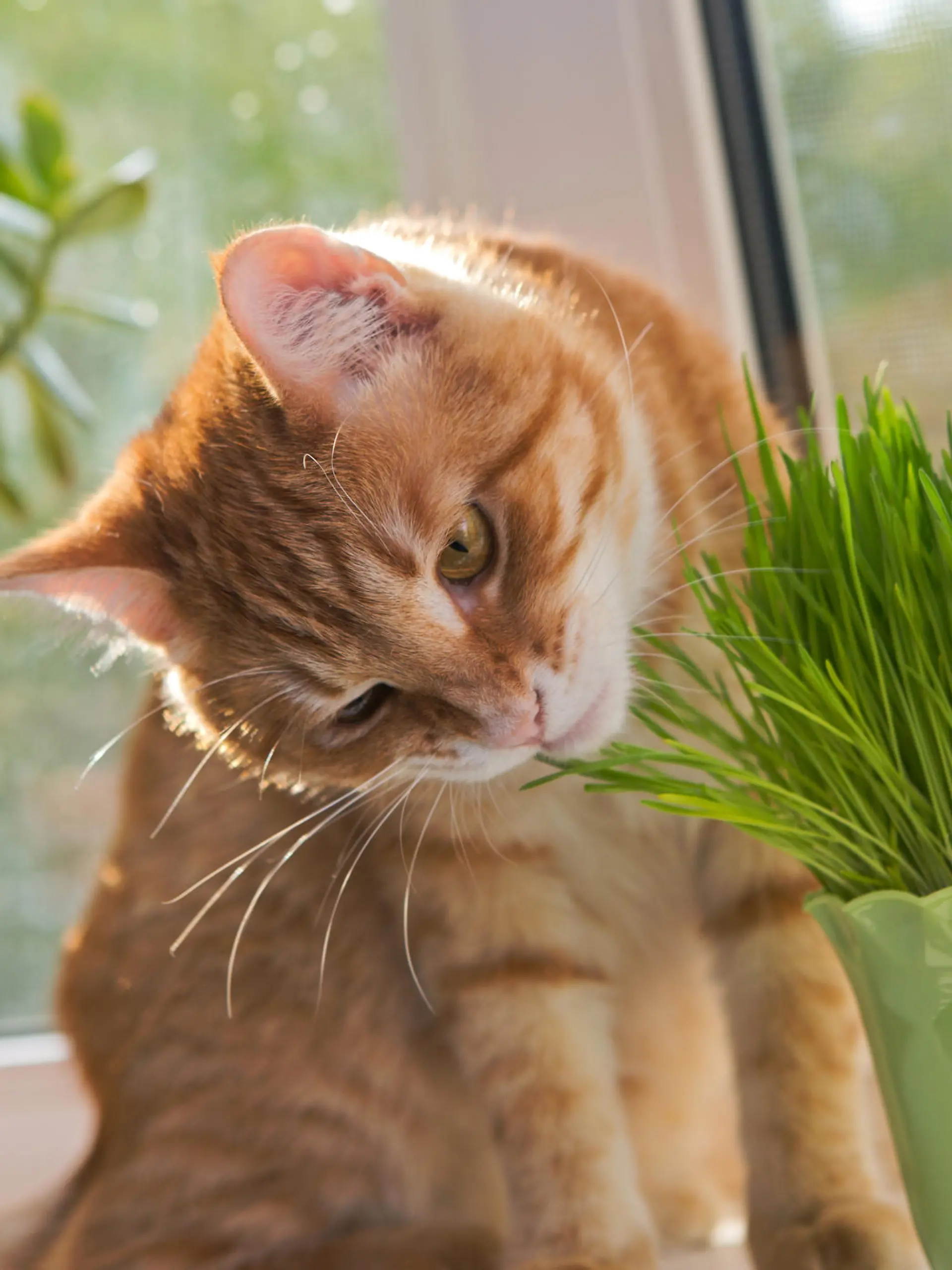 Katze isst Katzengras
