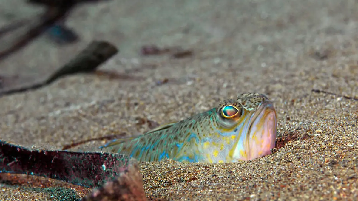 Greater weever, multi colored Petermännchen