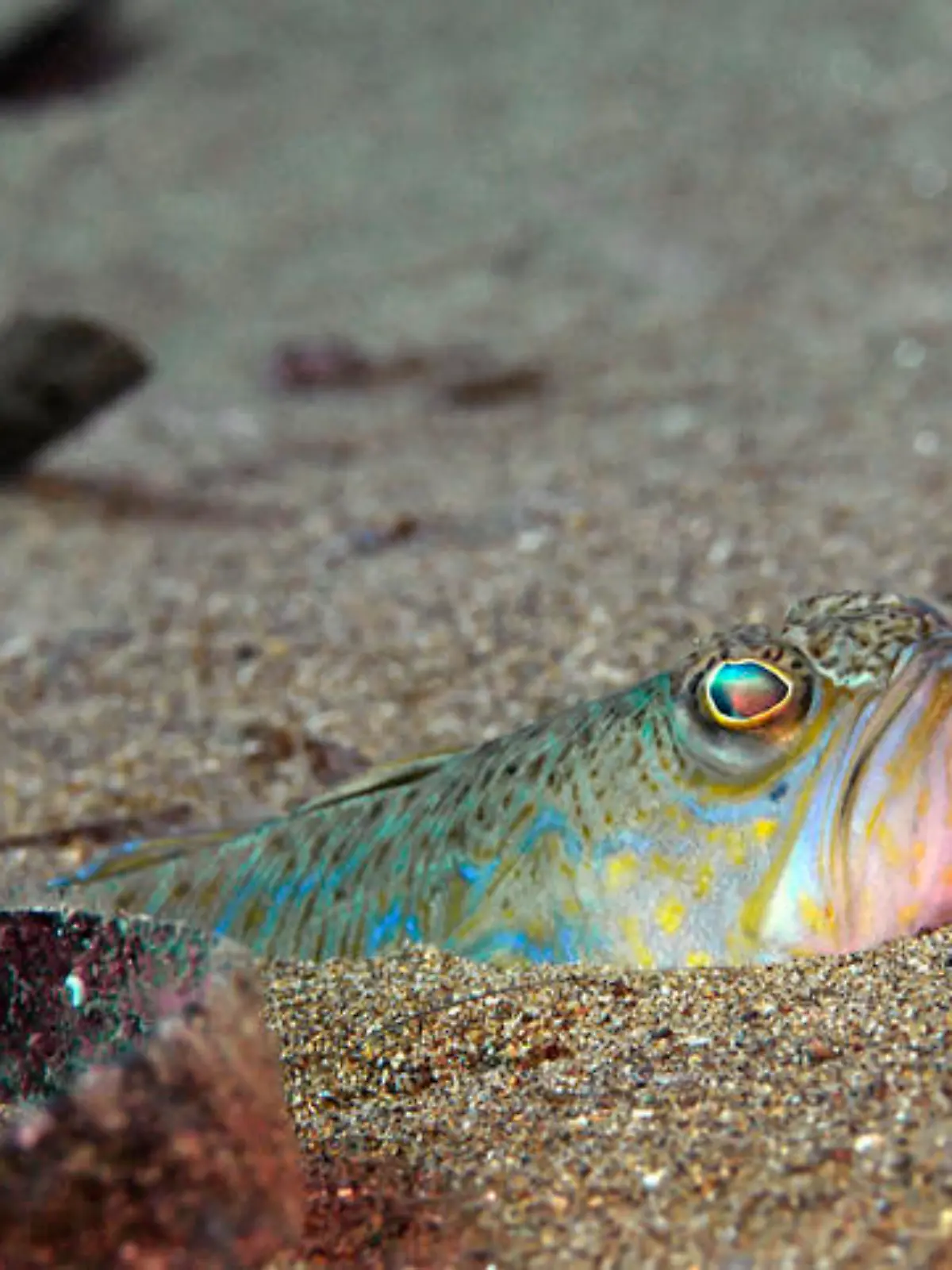 Greater weever, multi colored Petermännchen
