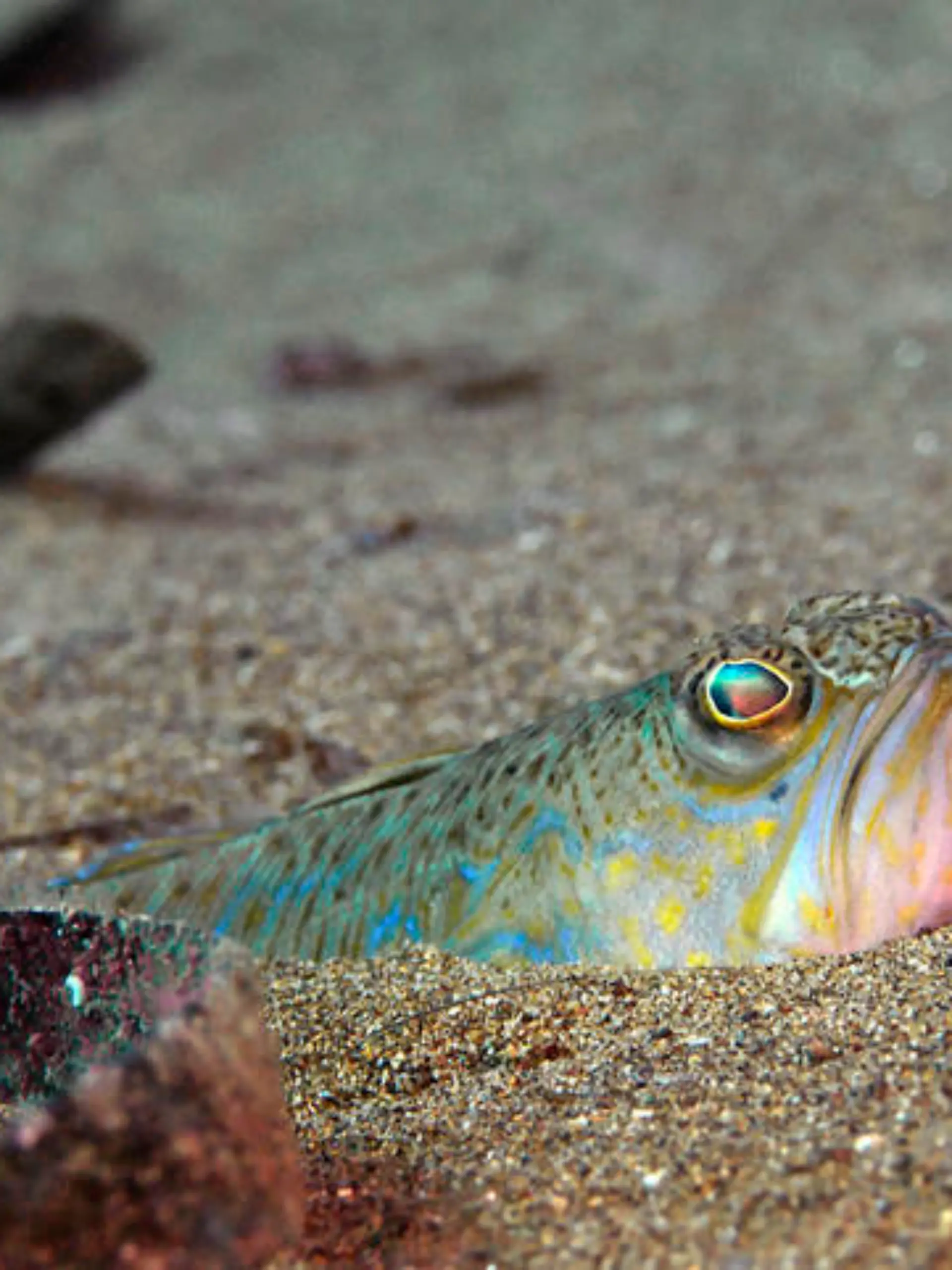 Greater weever, multi colored Petermännchen