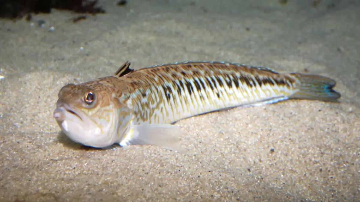 21.08.2020, Schleswig-Holstein, Tönning: Ein Petermännchen schwimmt in einem Aquarium im «Multimar Wattforum». An der Nordseeküste werden in diesem Sommer vermehrt Stiche des giftigen Fisches Petermännchen verzeichnet. Die 15 bis 50 Zentimeter langen Fische mit giftigen Stacheln graben sich im Frühjahr und Sommer zum Laichen im flachen Wasser im Meeresboden ein. Sie zählen zu den giftigsten Tieren in Europa. (Bestmögliche Qualität - Zu dpa: «Giftfisch Petermännchen sticht an Küste häufiger zu») Foto: Wolfgang Runge/dpa +++ dpa-Bildfunk +++