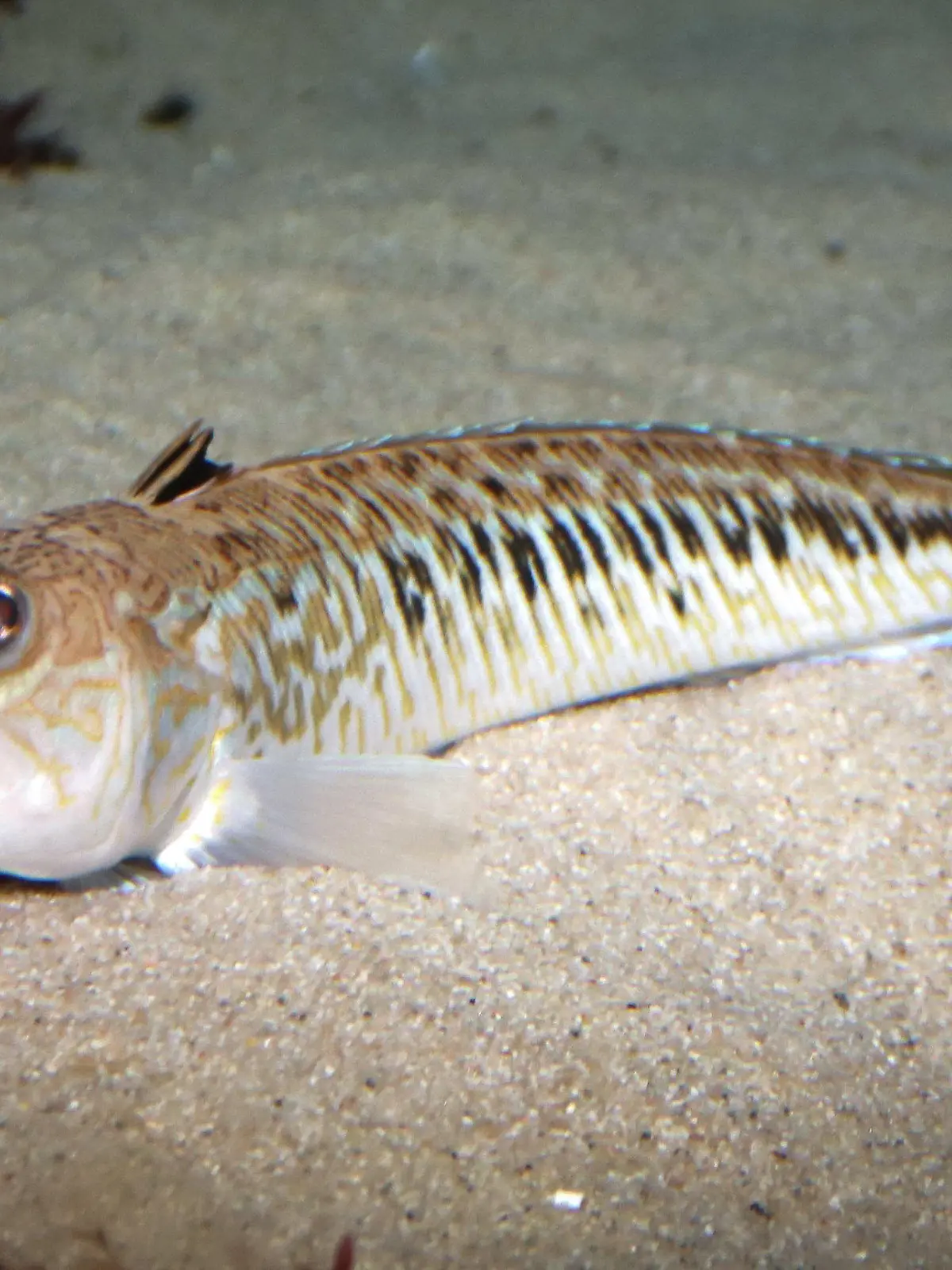 21.08.2020, Schleswig-Holstein, Tönning: Ein Petermännchen schwimmt in einem Aquarium im «Multimar Wattforum». An der Nordseeküste werden in diesem Sommer vermehrt Stiche des giftigen Fisches Petermännchen verzeichnet. Die 15 bis 50 Zentimeter langen Fische mit giftigen Stacheln graben sich im Frühjahr und Sommer zum Laichen im flachen Wasser im Meeresboden ein. Sie zählen zu den giftigsten Tieren in Europa. (Bestmögliche Qualität - Zu dpa: «Giftfisch Petermännchen sticht an Küste häufiger zu») Foto: Wolfgang Runge/dpa +++ dpa-Bildfunk +++
