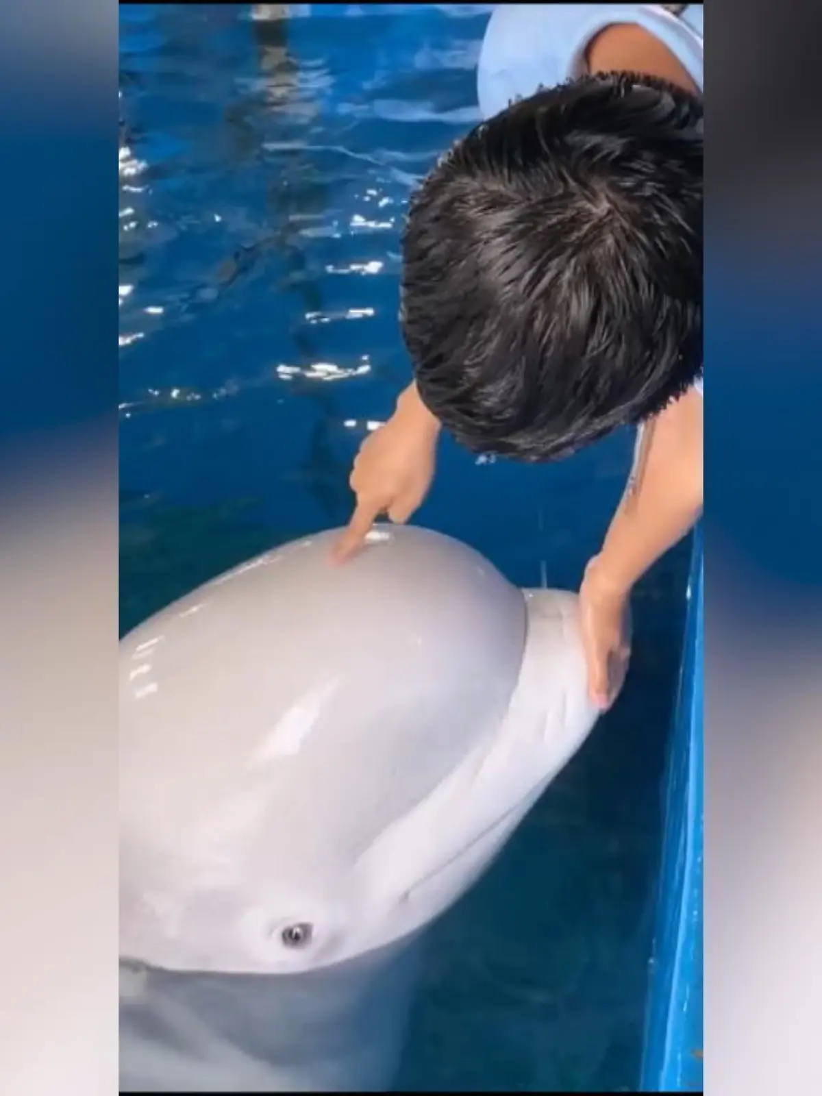 Shenzhen: Mann drückt immer wieder mit seinen Fingern in den Kopf eines Beluga Wals