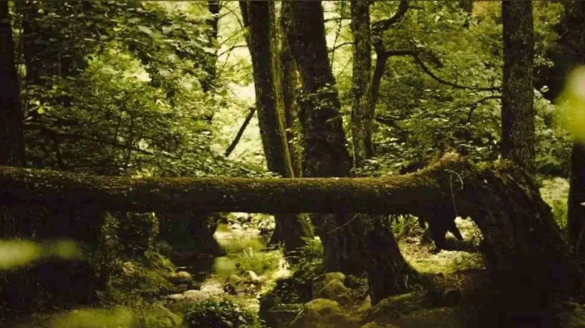 Suchbild: Irgendwo in diesem Wald versteckt sich eine Echse? Können´Sie das Tier sehen?