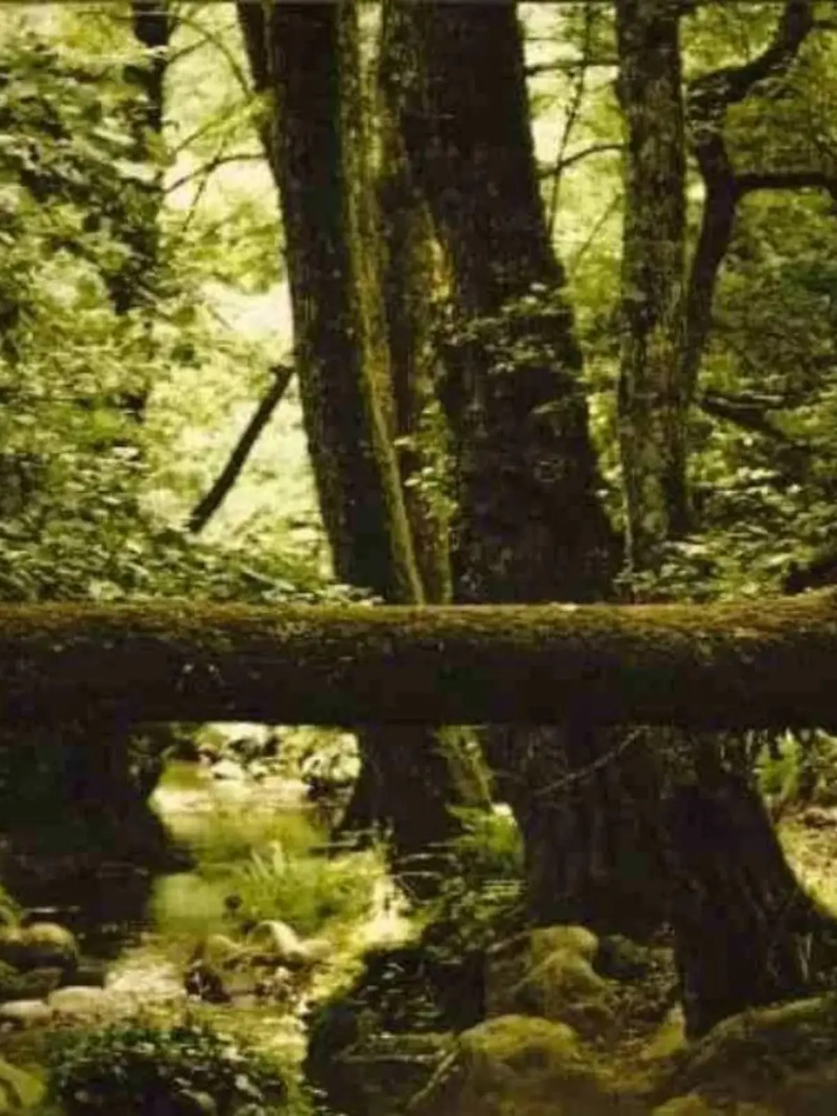 Suchbild: Irgendwo in diesem Wald versteckt sich eine Echse? Können´Sie das Tier sehen?