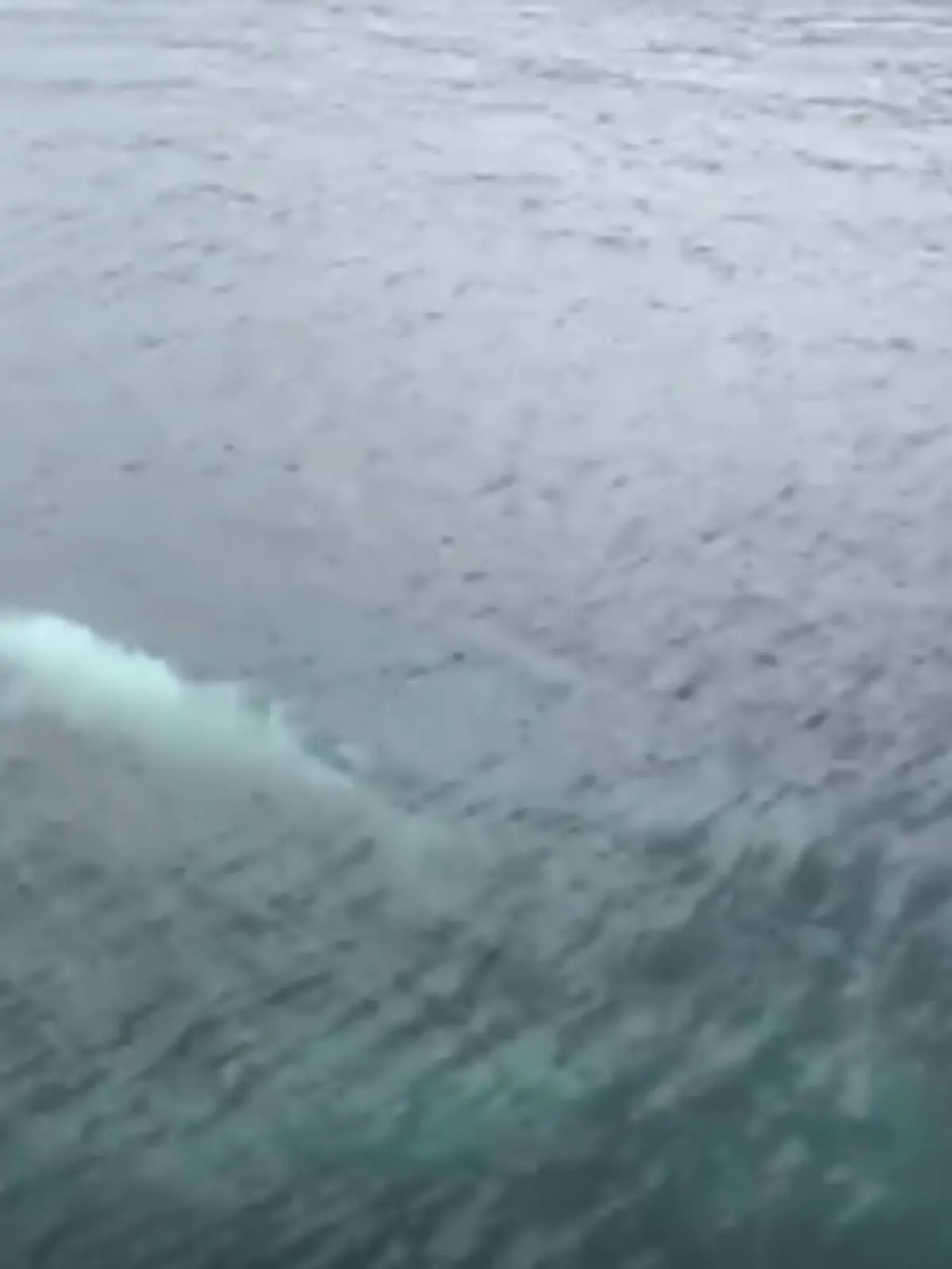 Forscher sichten an der Küste Alaskas einen sehr seltenen weißen Orca, den es nur eine Handvoll auf dieser Welt gibt. Wie besonders er aussieht, gibt's im Video zu Bestaunen.