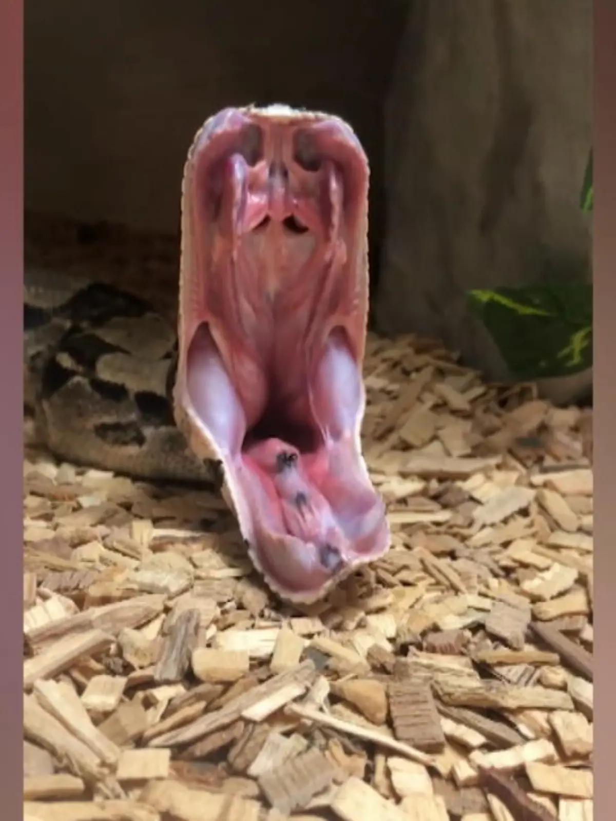 Den Mund weit öffnen, die Kiefermuskulatur anspannen und einfach mal gähnen: Python Charlie hier macht’s vor - so gähnt man richtig!
