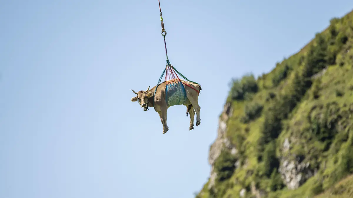 dpatopbilder - 18.08.2020, Schweiz, Klausenpass: Eine leicht verletzte Kuh wird wegen Untauglichkeit mit dem Helikopter vom Alpabzug vom Klausenpass anlässlich der sogenannten «Bodäfahrt» ausgeflogen. Rund 50 Älplerfamilien ziehen bei der Bodäfahrt mit über 1000 Kühen von den höheren Weiden von 1600m bis 2000m vom Klausenpass innerhalb der nächsten vier Wochen auf die niedrigeren Alpen auf den Urnerboden auf 1370m. Foto: Urs Flüeler/KEYSTONE/dpa +++ dpa-Bildfunk +++
