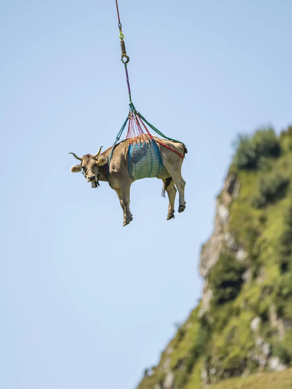dpatopbilder - 18.08.2020, Schweiz, Klausenpass: Eine leicht verletzte Kuh wird wegen Untauglichkeit mit dem Helikopter vom Alpabzug vom Klausenpass anlässlich der sogenannten «Bodäfahrt» ausgeflogen. Rund 50 Älplerfamilien ziehen bei der Bodäfahrt mit über 1000 Kühen von den höheren Weiden von 1600m bis 2000m vom Klausenpass innerhalb der nächsten vier Wochen auf die niedrigeren Alpen auf den Urnerboden auf 1370m. Foto: Urs Flüeler/KEYSTONE/dpa +++ dpa-Bildfunk +++