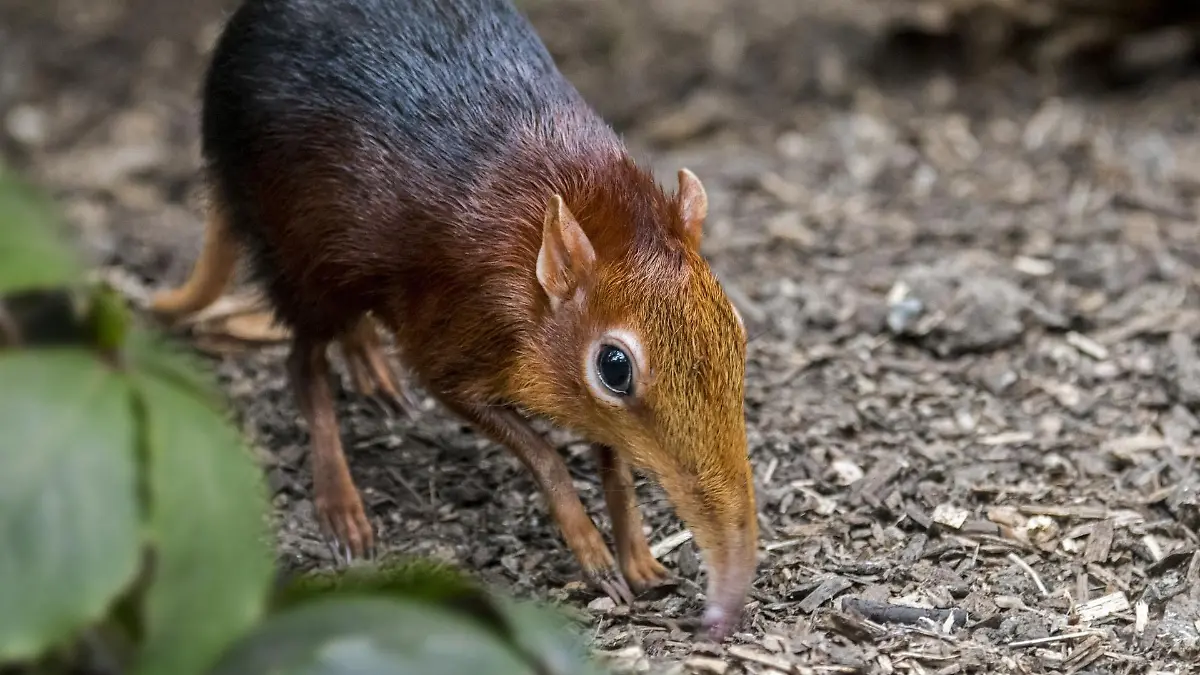 Elefanten-Spitzmaus ist zurückgekehrt - nach 50 Jahren