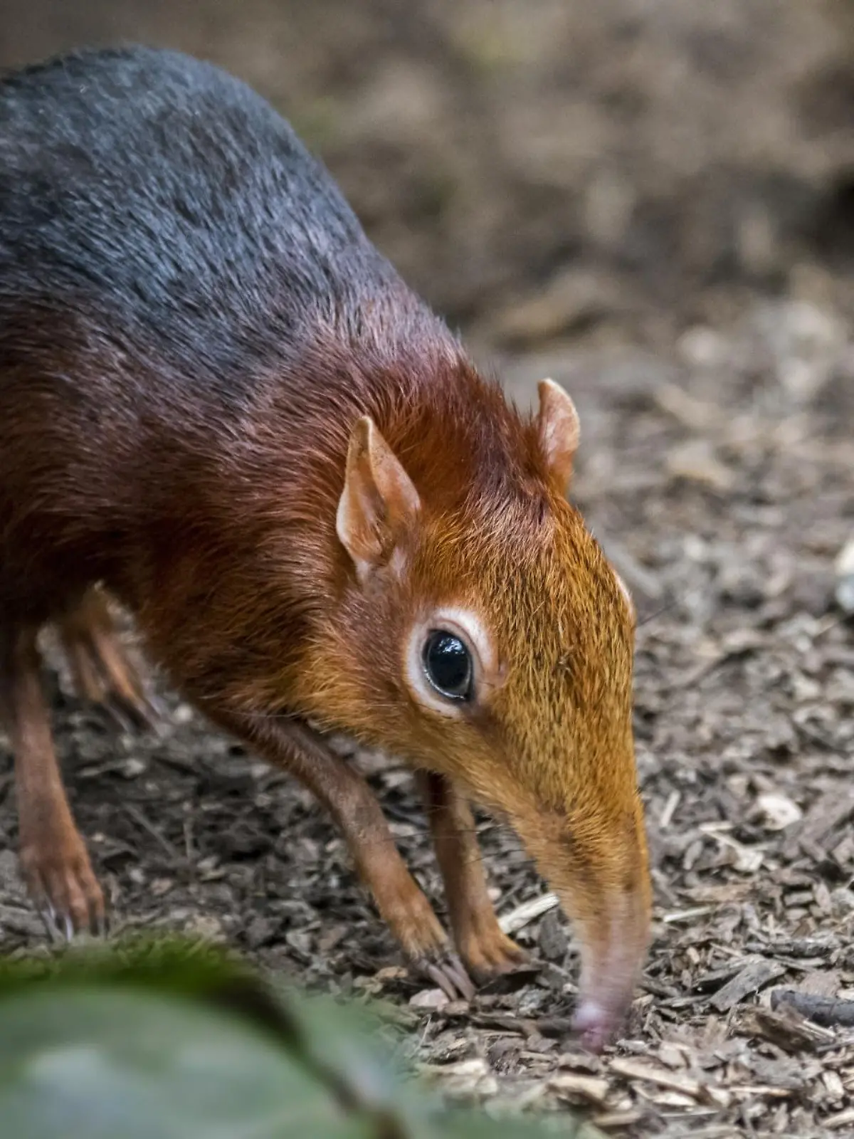 Elefanten-Spitzmaus ist zurückgekehrt - nach 50 Jahren