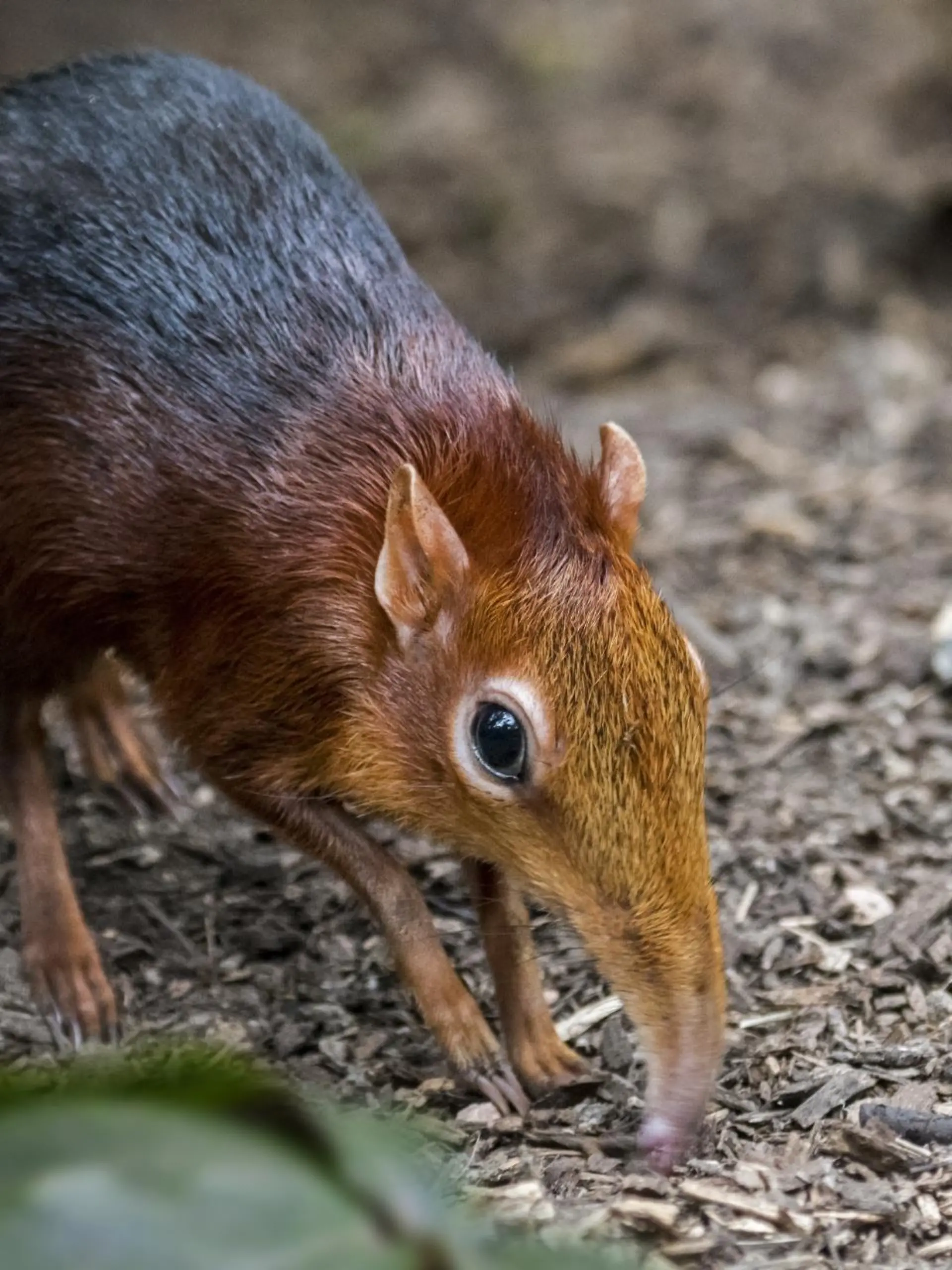 Elefanten-Spitzmaus ist zurückgekehrt - nach 50 Jahren